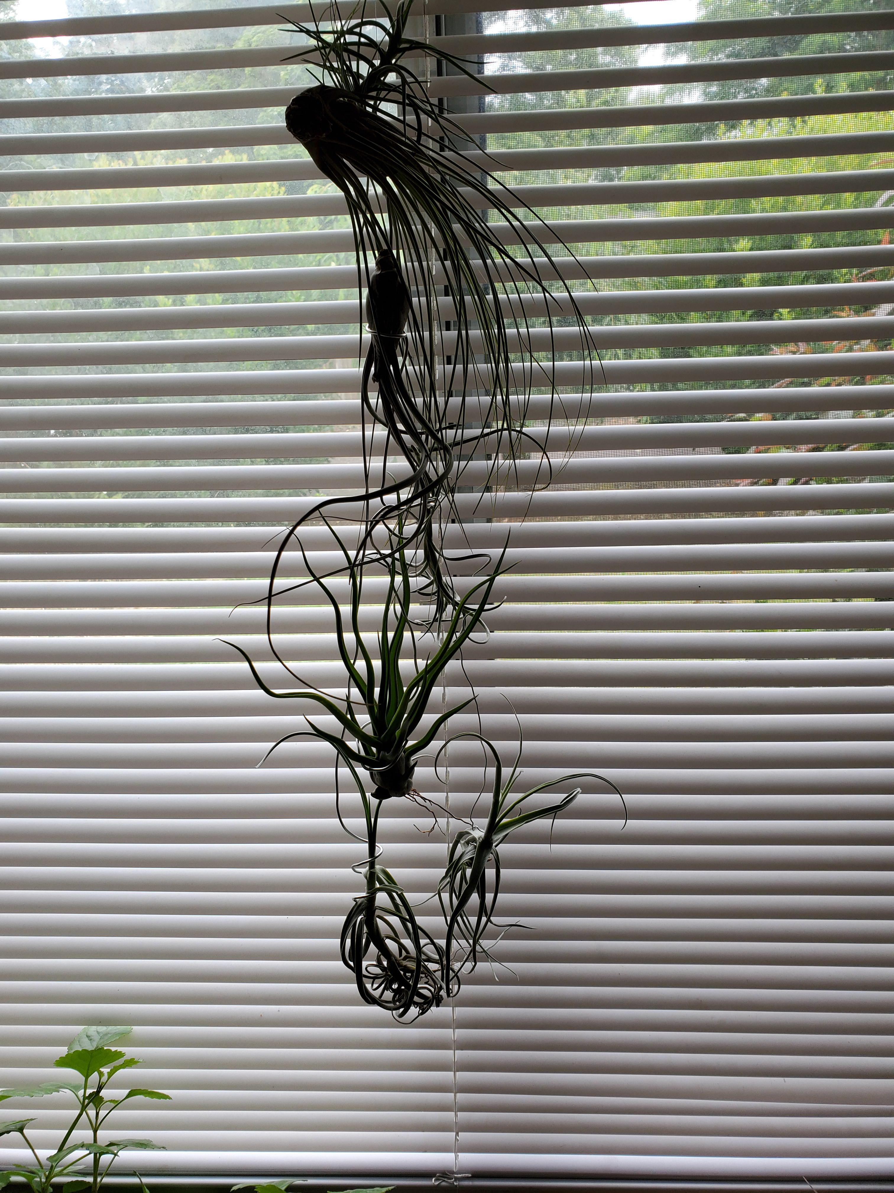 Tillandsia wire heavy enough to hang my cat r/airplants