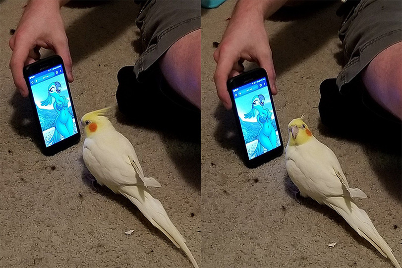 Bird concerned about how humans see his kind r/youseeingthisshit