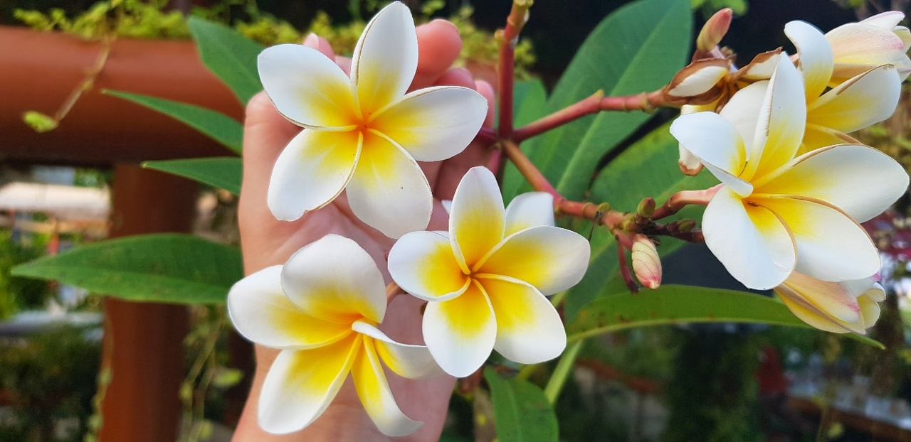 Flowers in the Maldives now r/naturepics
