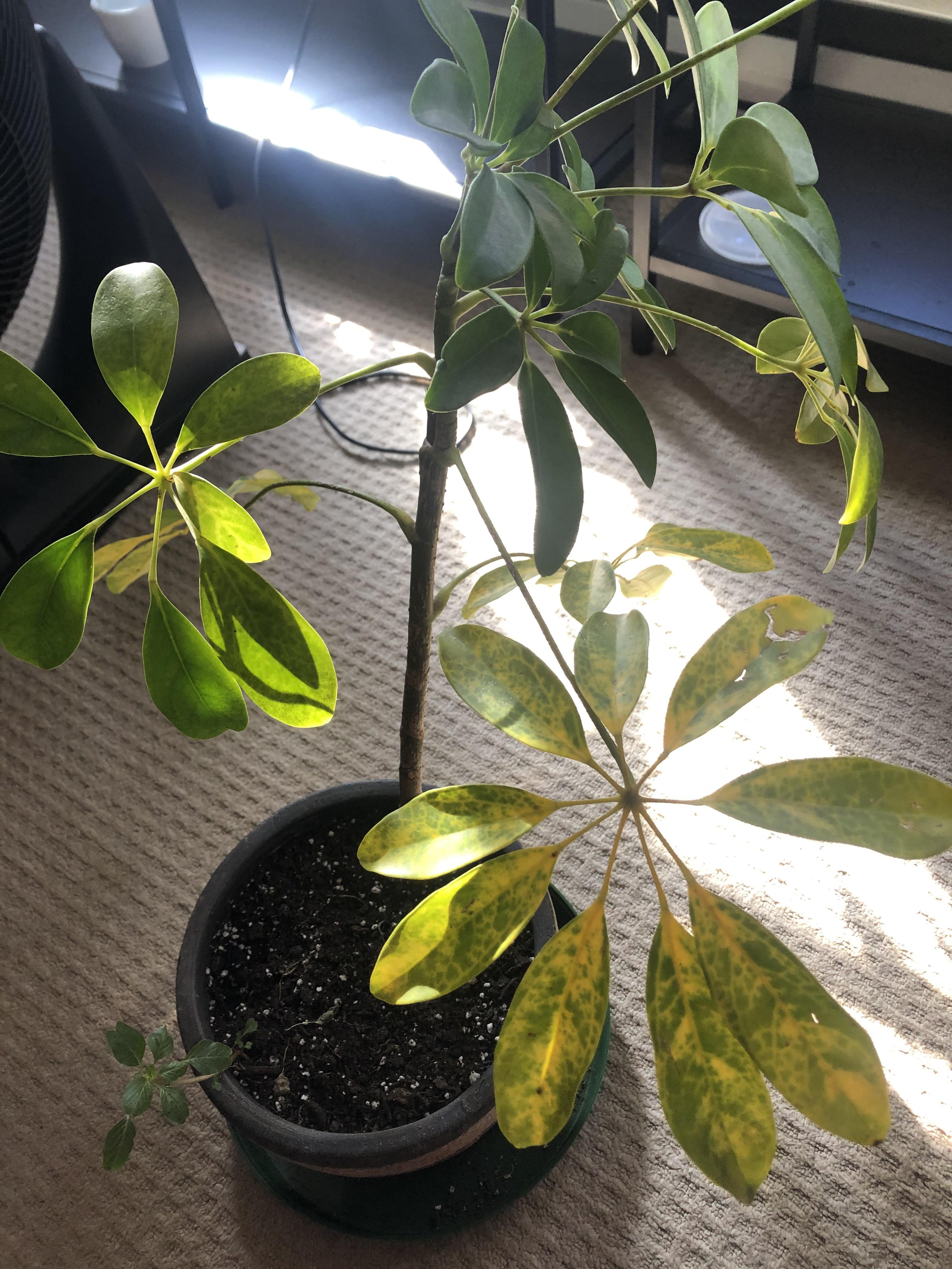 Why are the bottom leaves on my umbrella plant yellowing like this? r/plantclinic