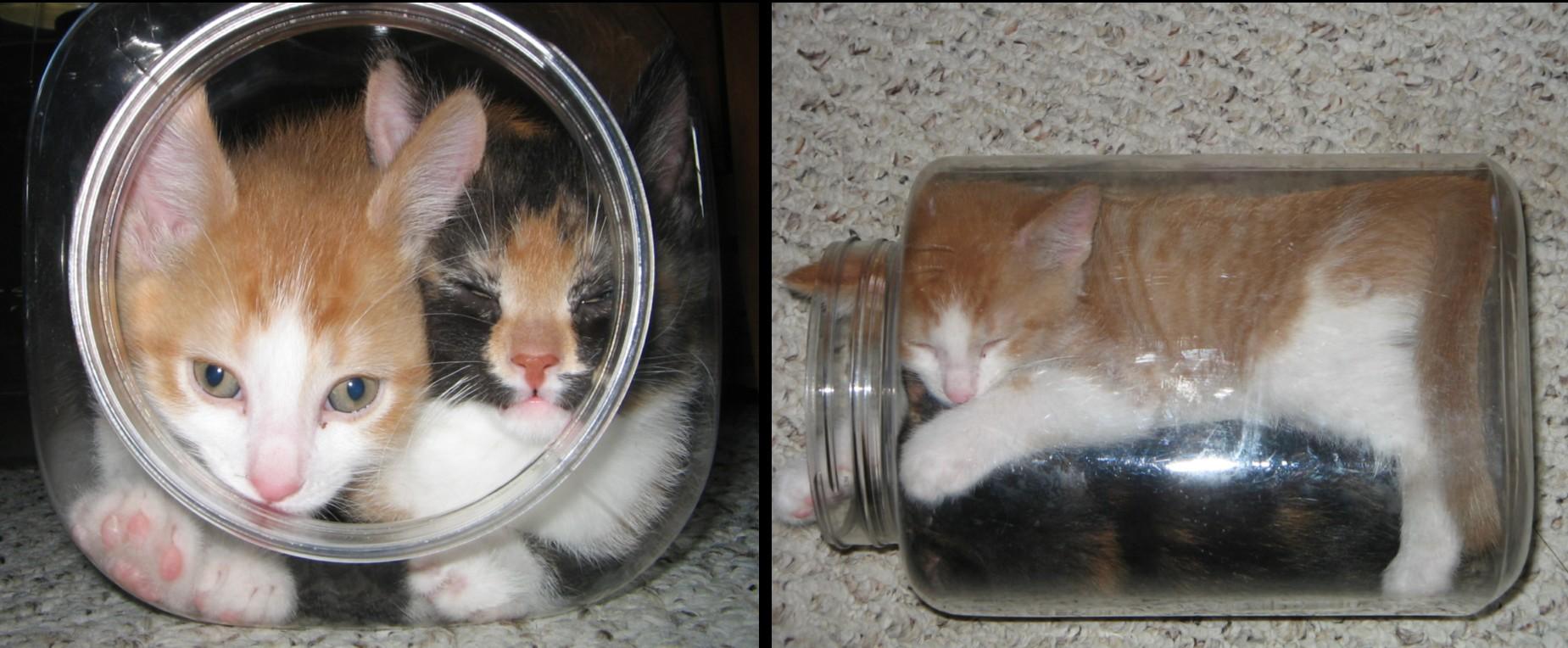 Two cats one jar. r/catsareliquid