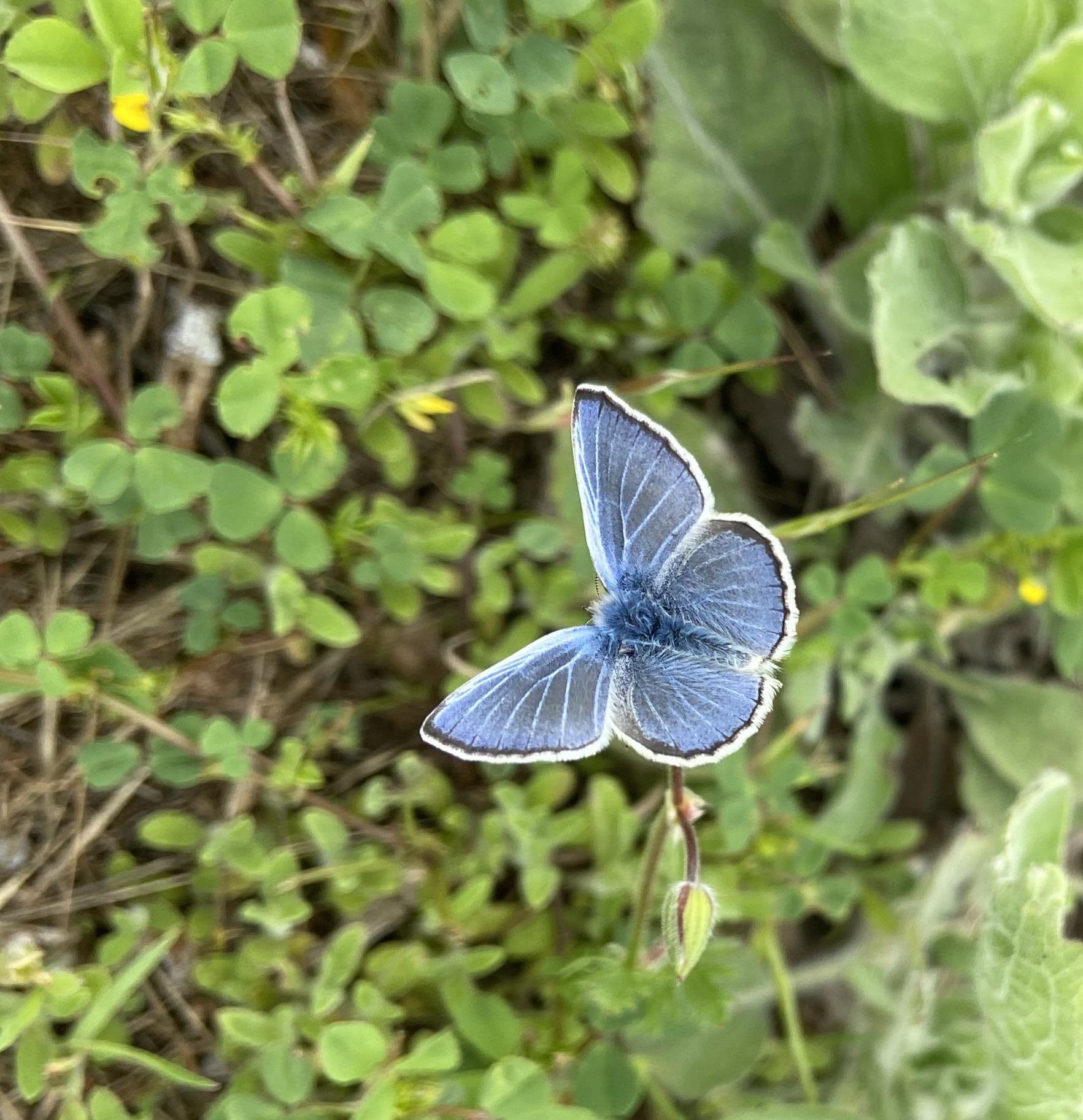 Silvery Blue Monterey County, CA r/Butterflies