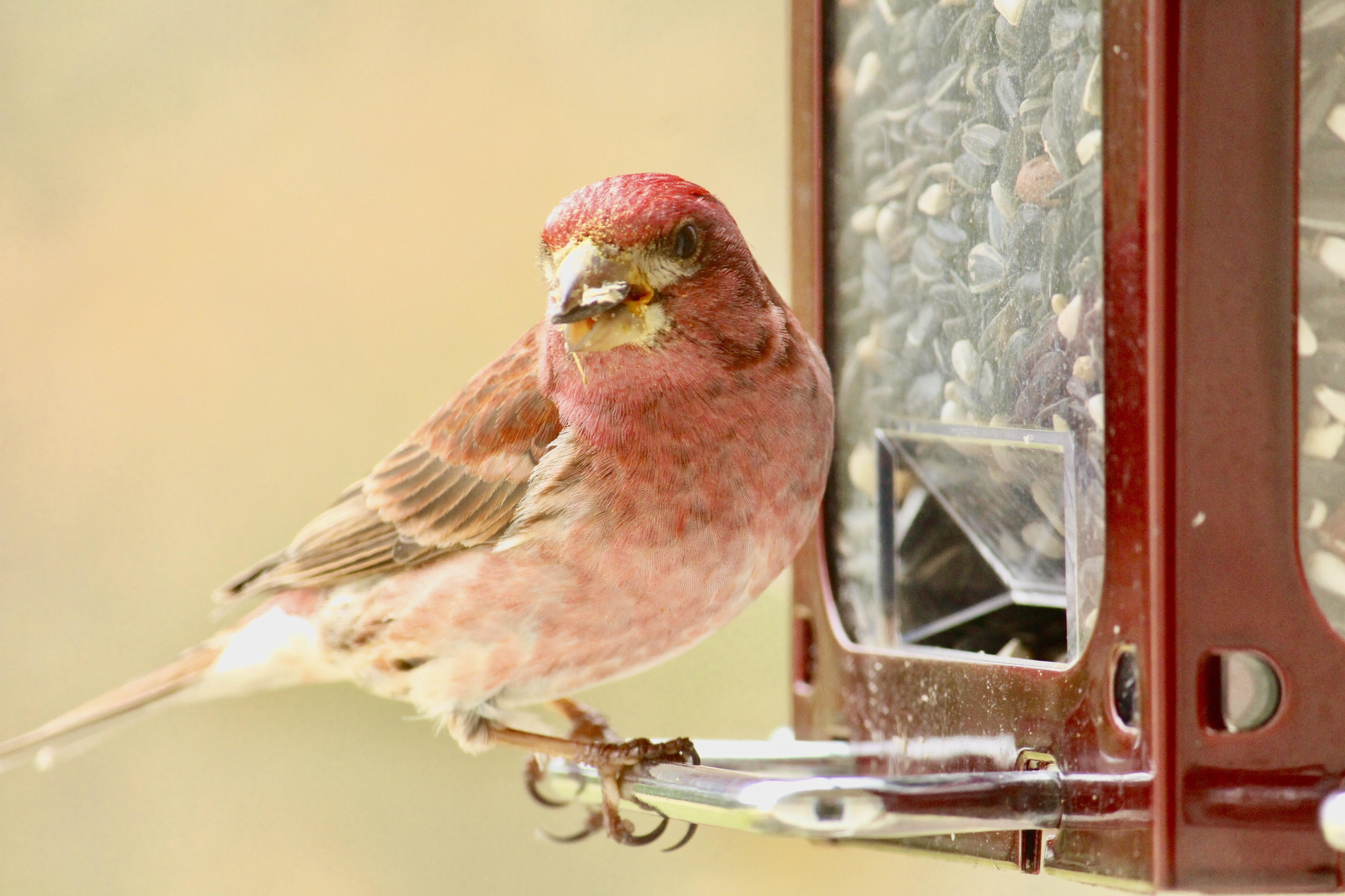 House Finch or Purple Finch? Northeastern, PA r/whatsthisbird