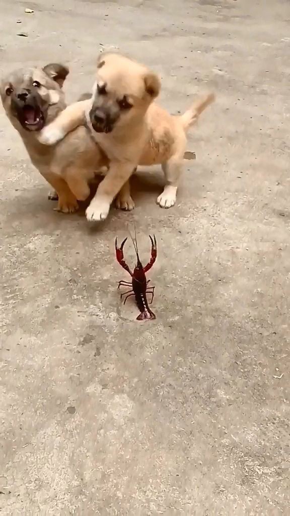 Dog protecting other dog from lobster r/MemeTemplatesOfficial