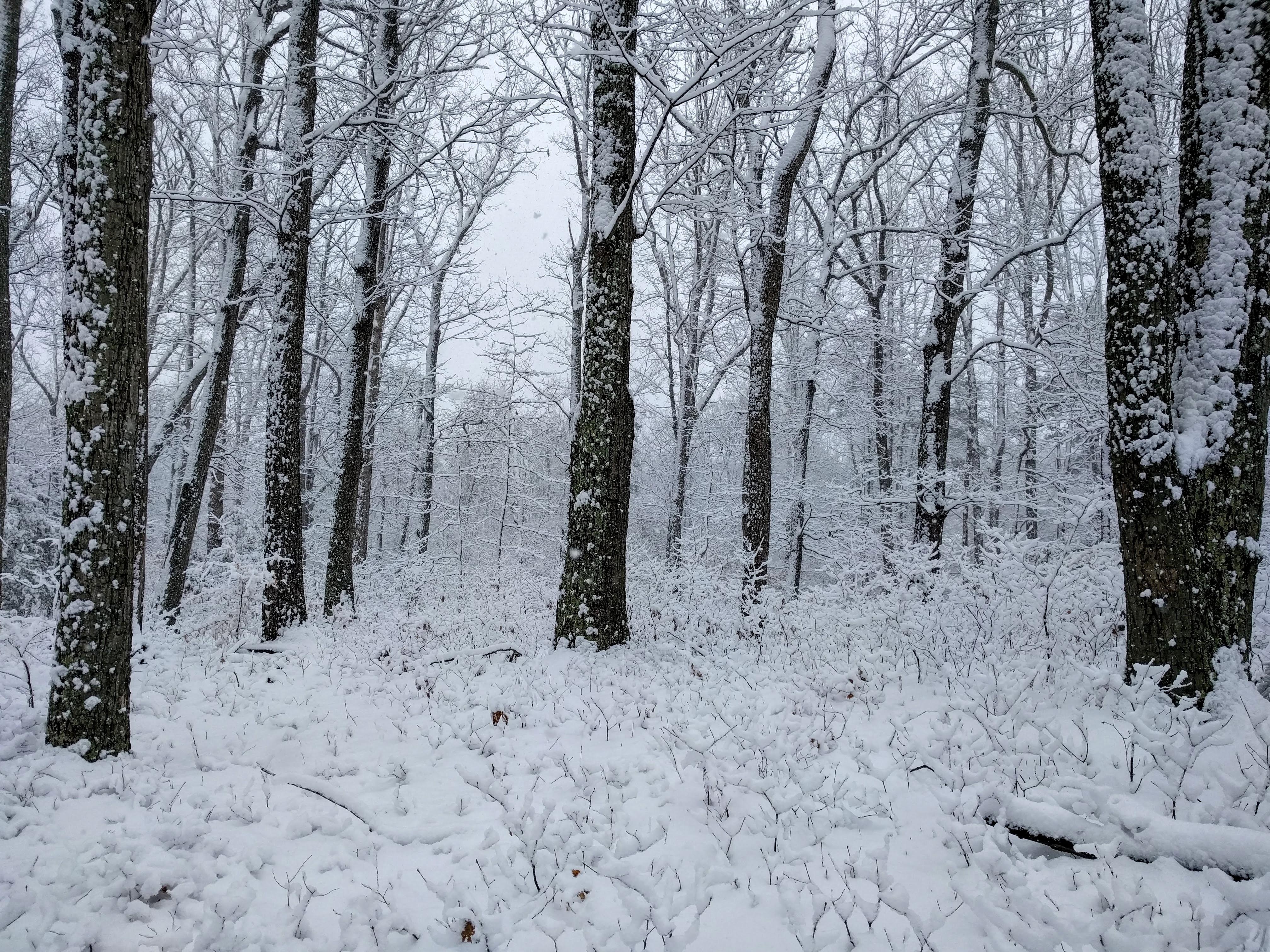 A Walk in the Virginia Woods [OC] r/winterporn
