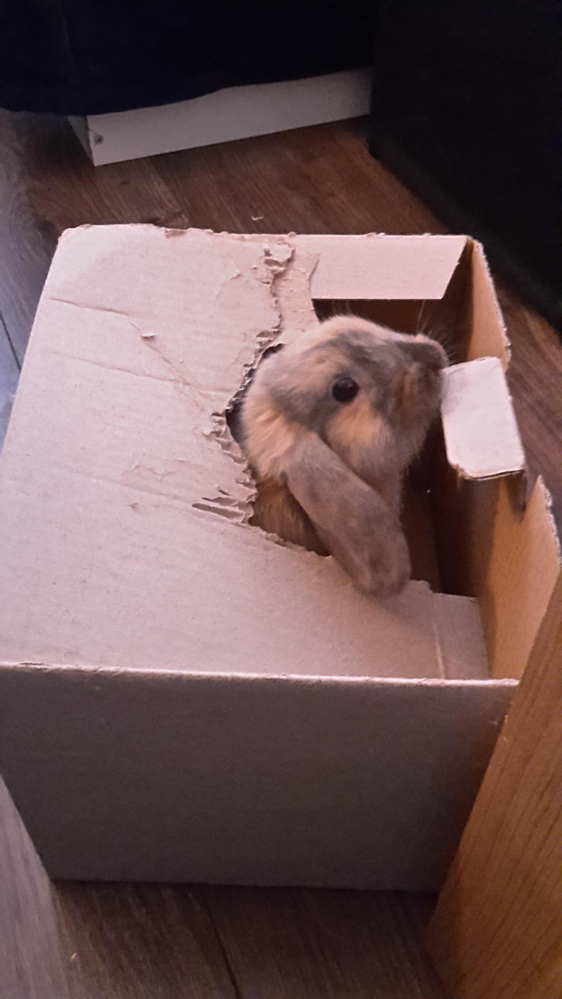 She fell in and continued to destroy the box from the inside 😂 r/Rabbits