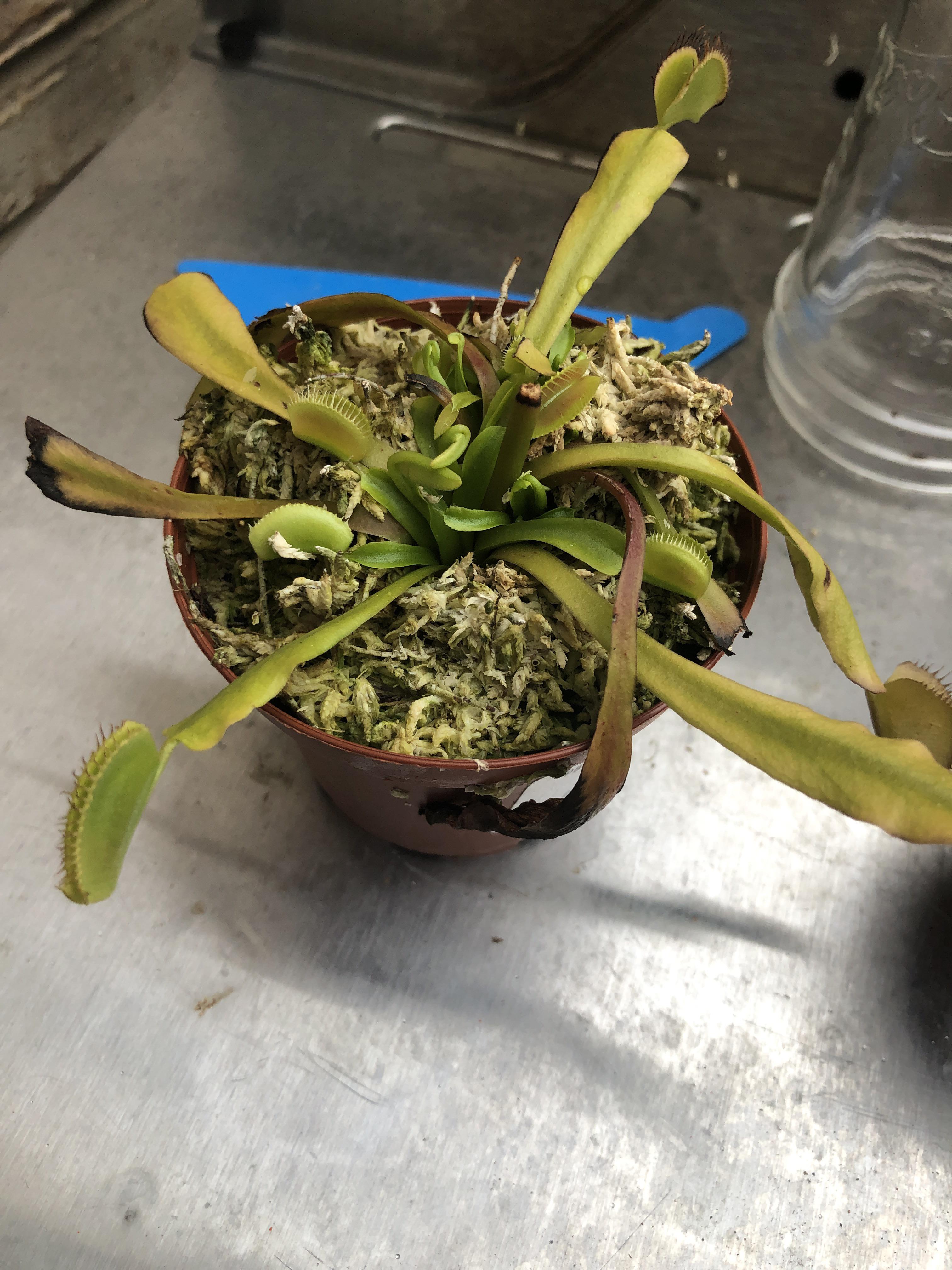 Venus flytrap needs help after flowering. Should I trim back the leaves