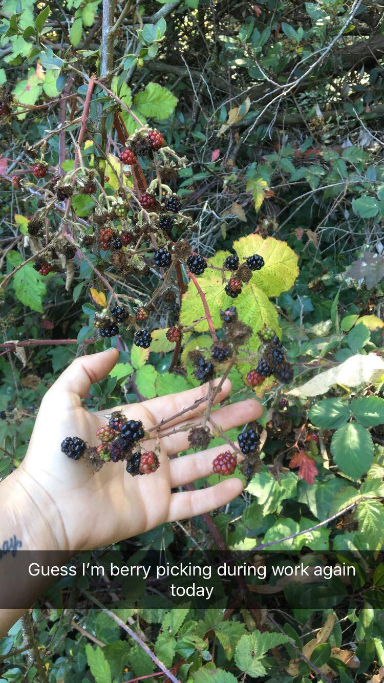 It’s blackberry season in the presidio r/sanfrancisco