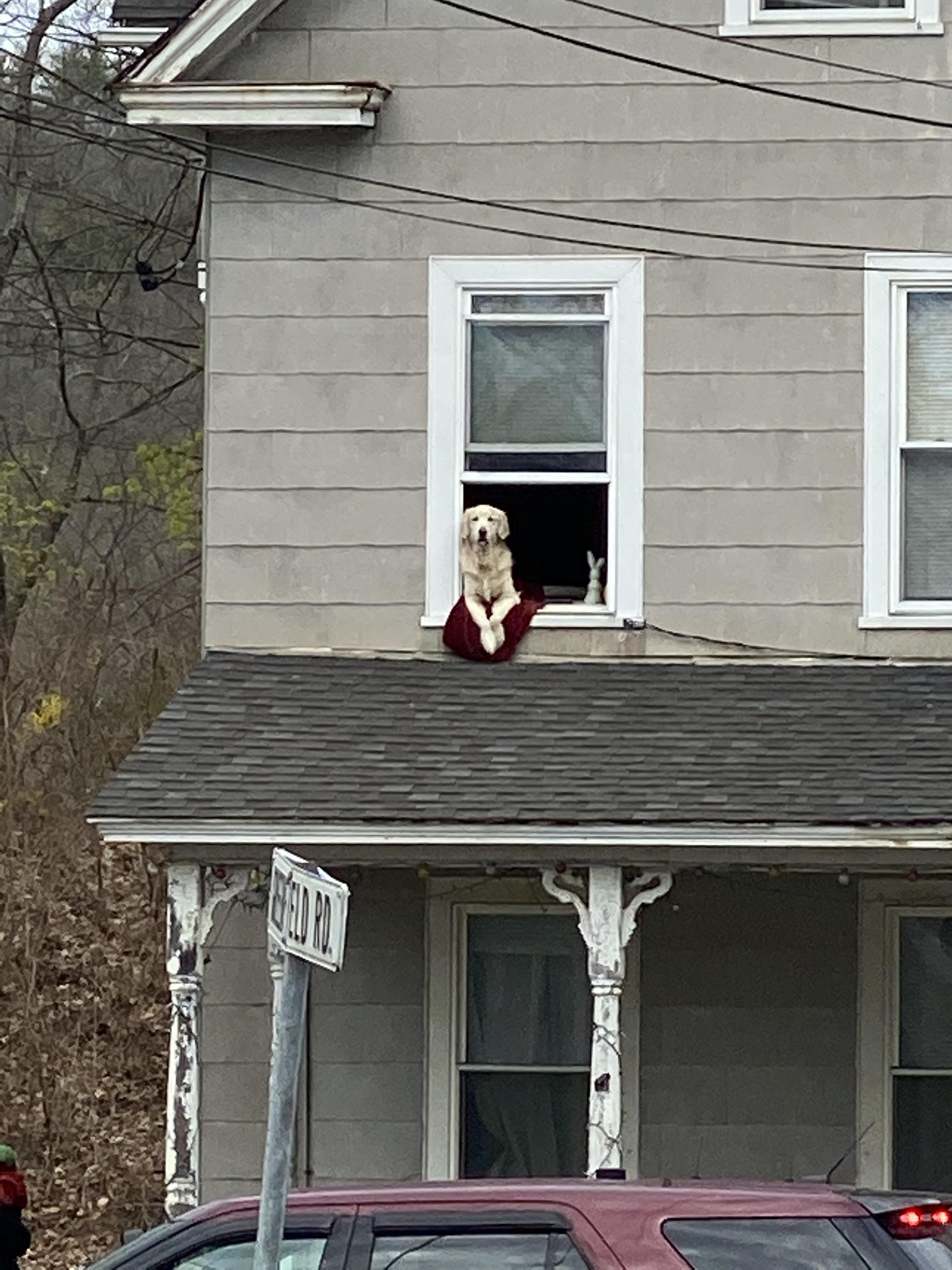 Roof dog has his own roof pillow r/dogsonroofs