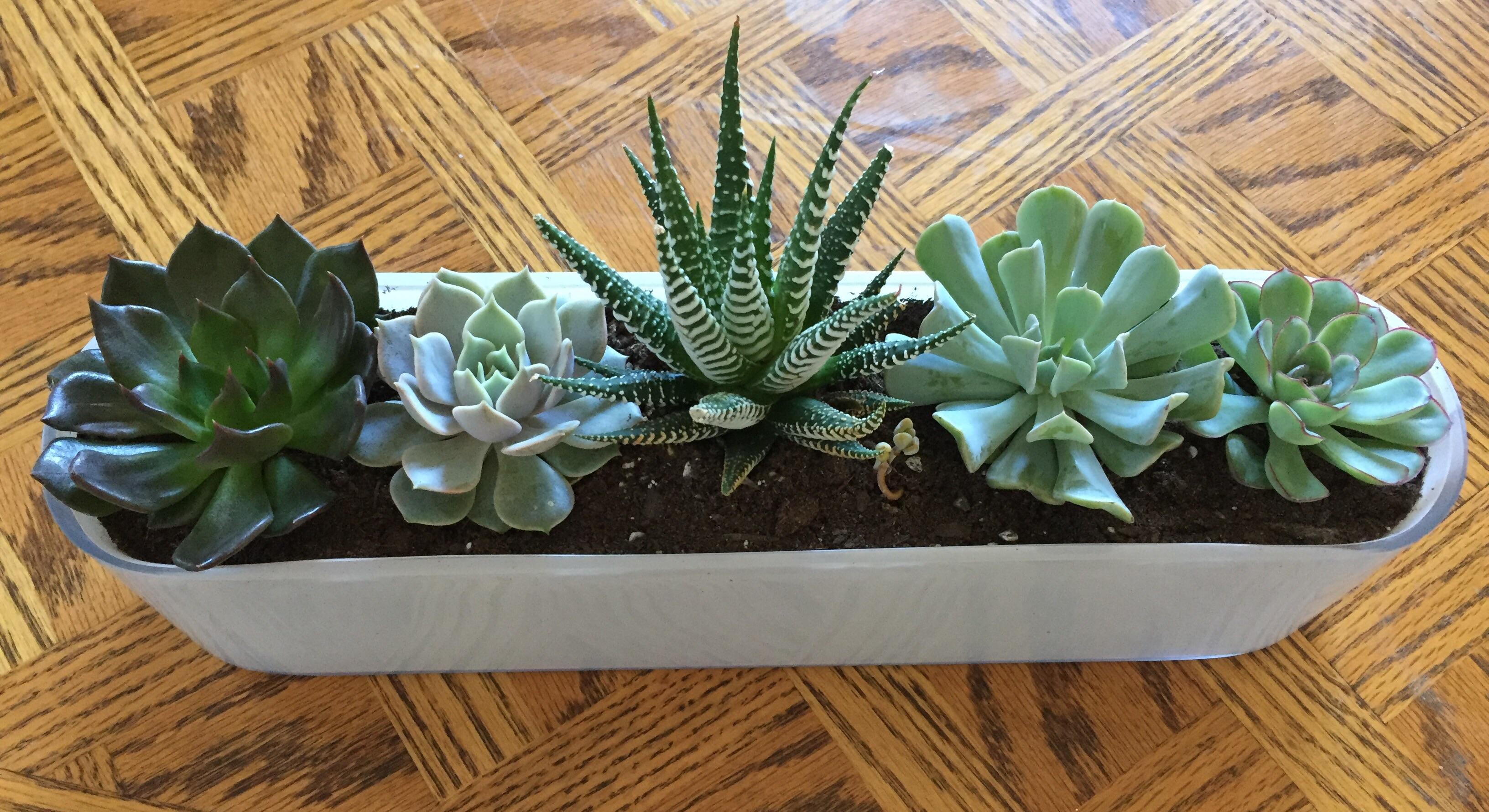 I just put together my first ever succulent planter! r/succulents