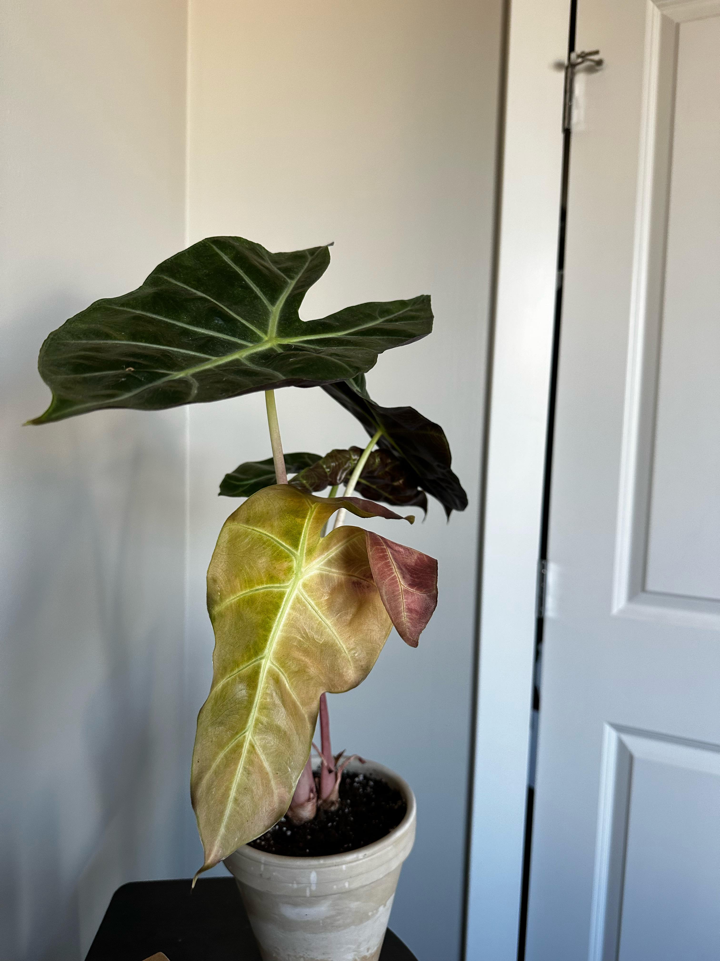 Amazonian Elephant Ear This leaf started wilting suddenly last week. I