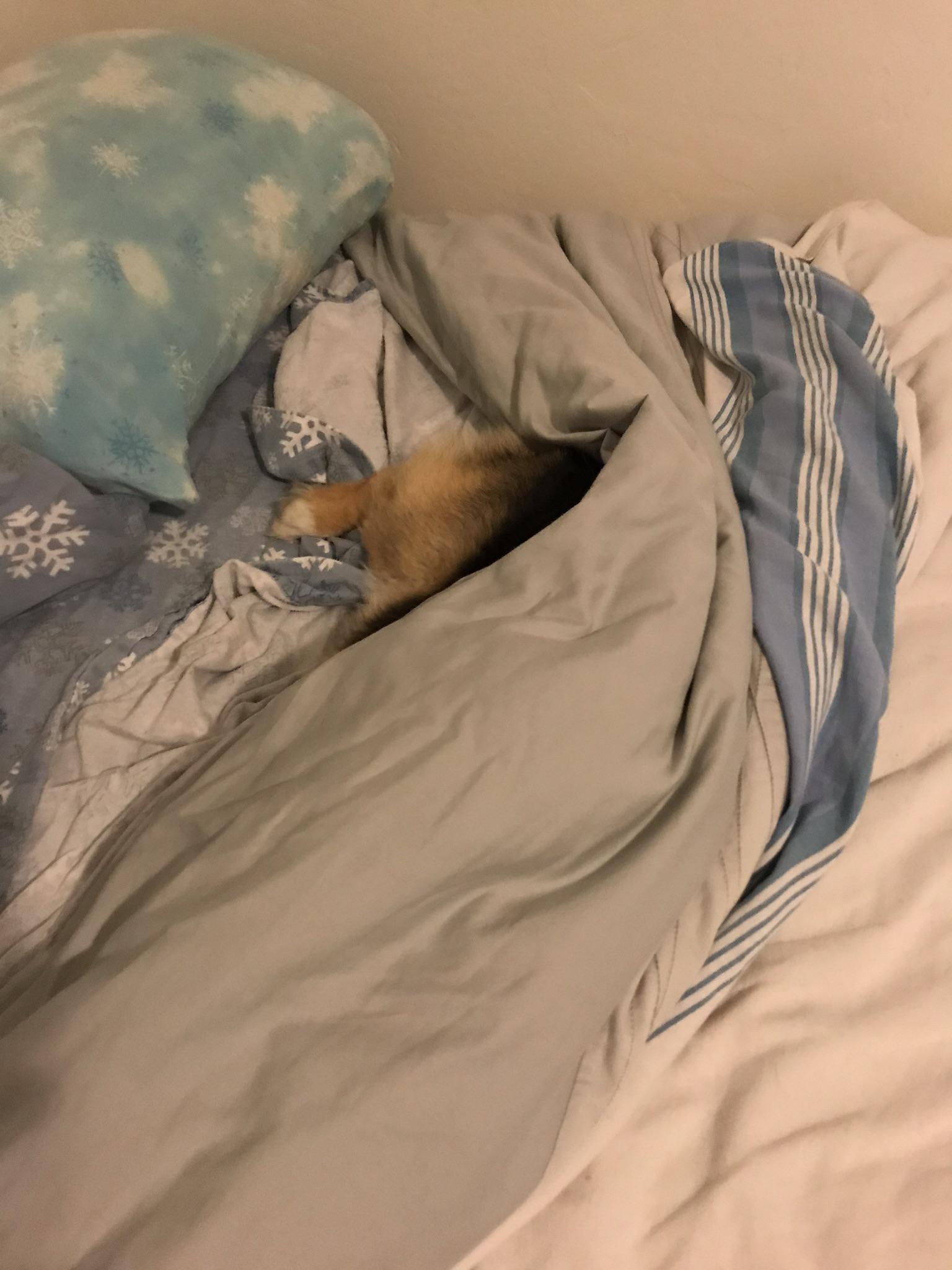 Julie loves to burrow in the bed r/doggos