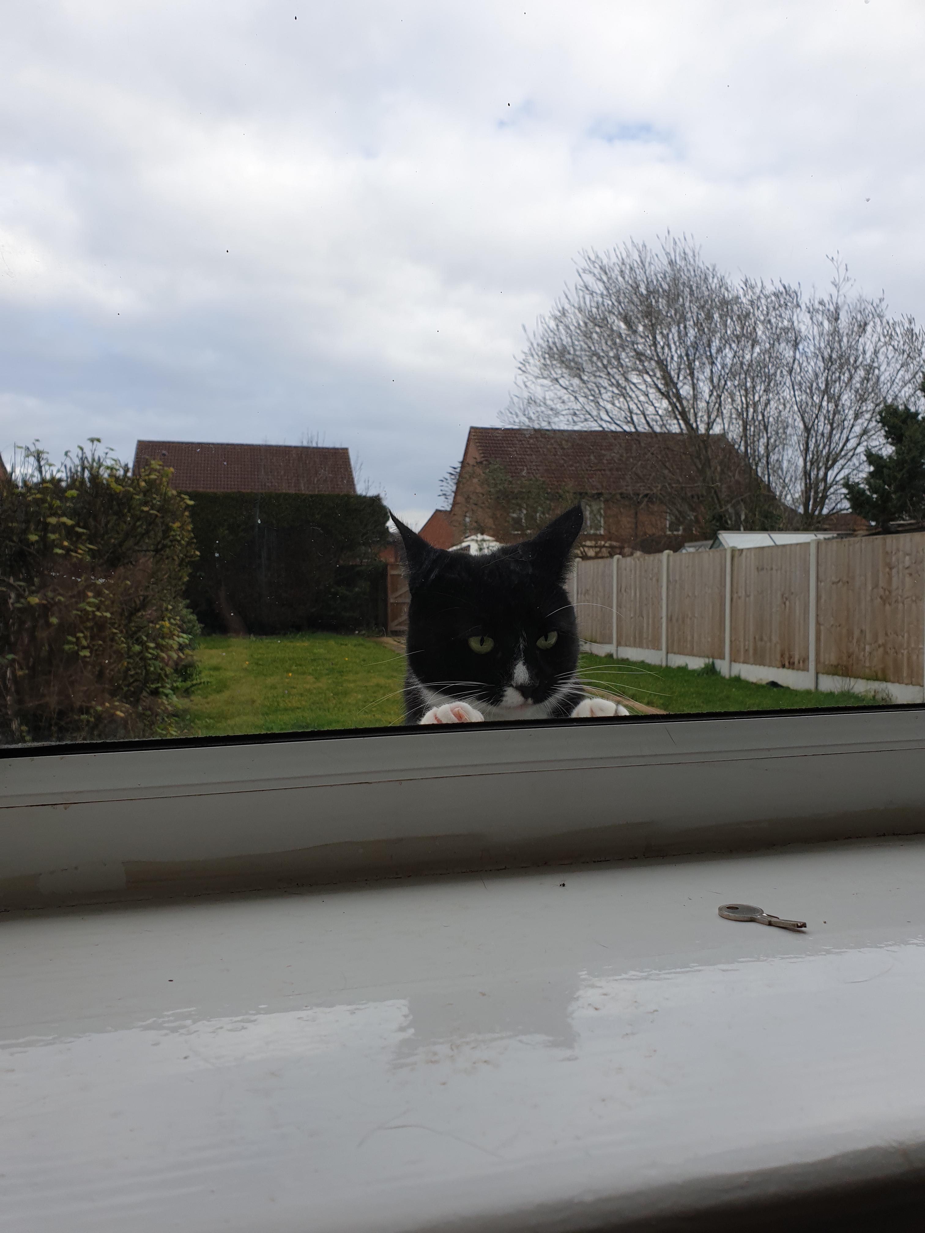 My cat genuinely can't jump. This is her attempt to jump