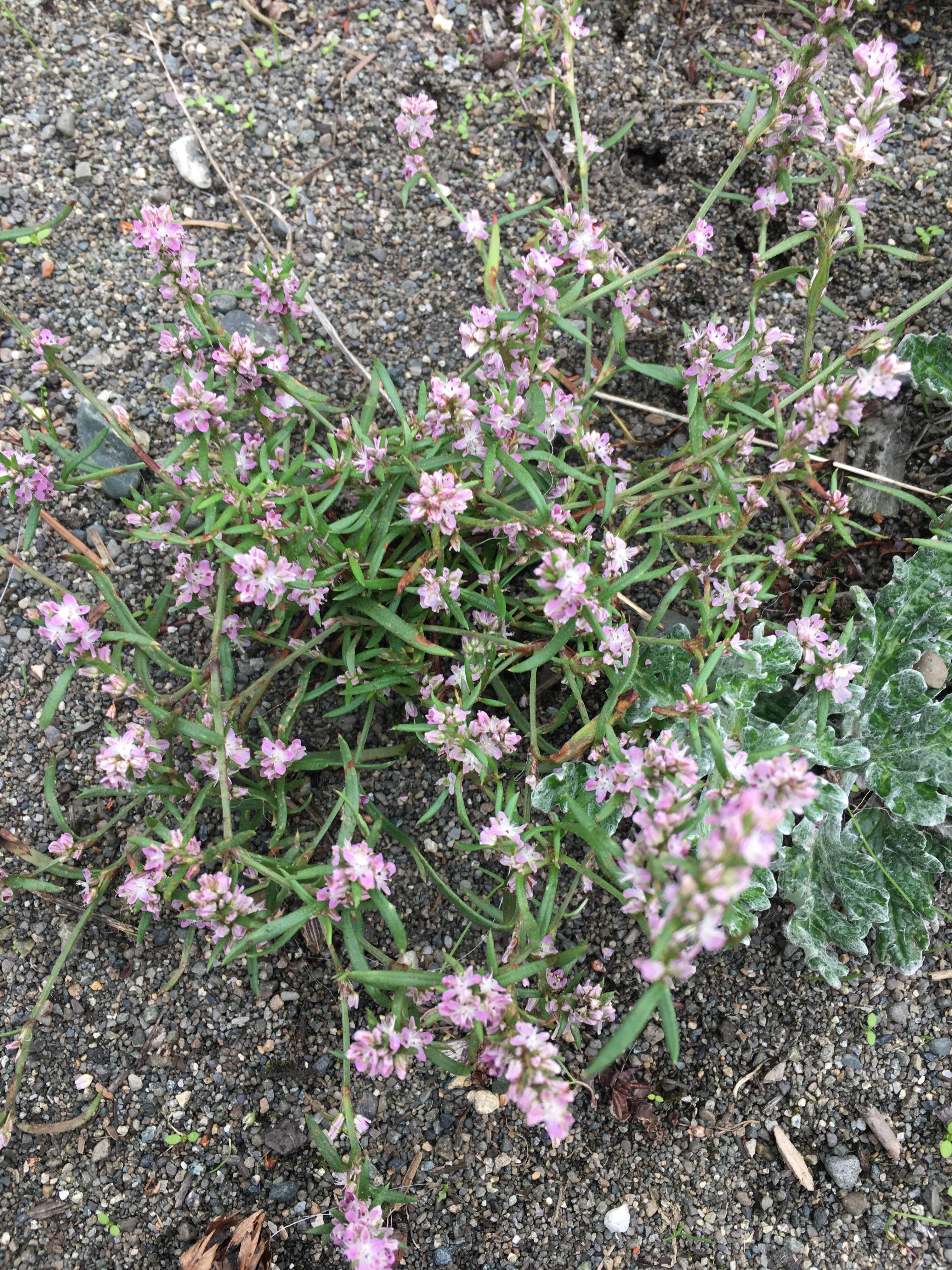 Looking for an ID on this plant. Vancouver Island BC r/whatsthisplant