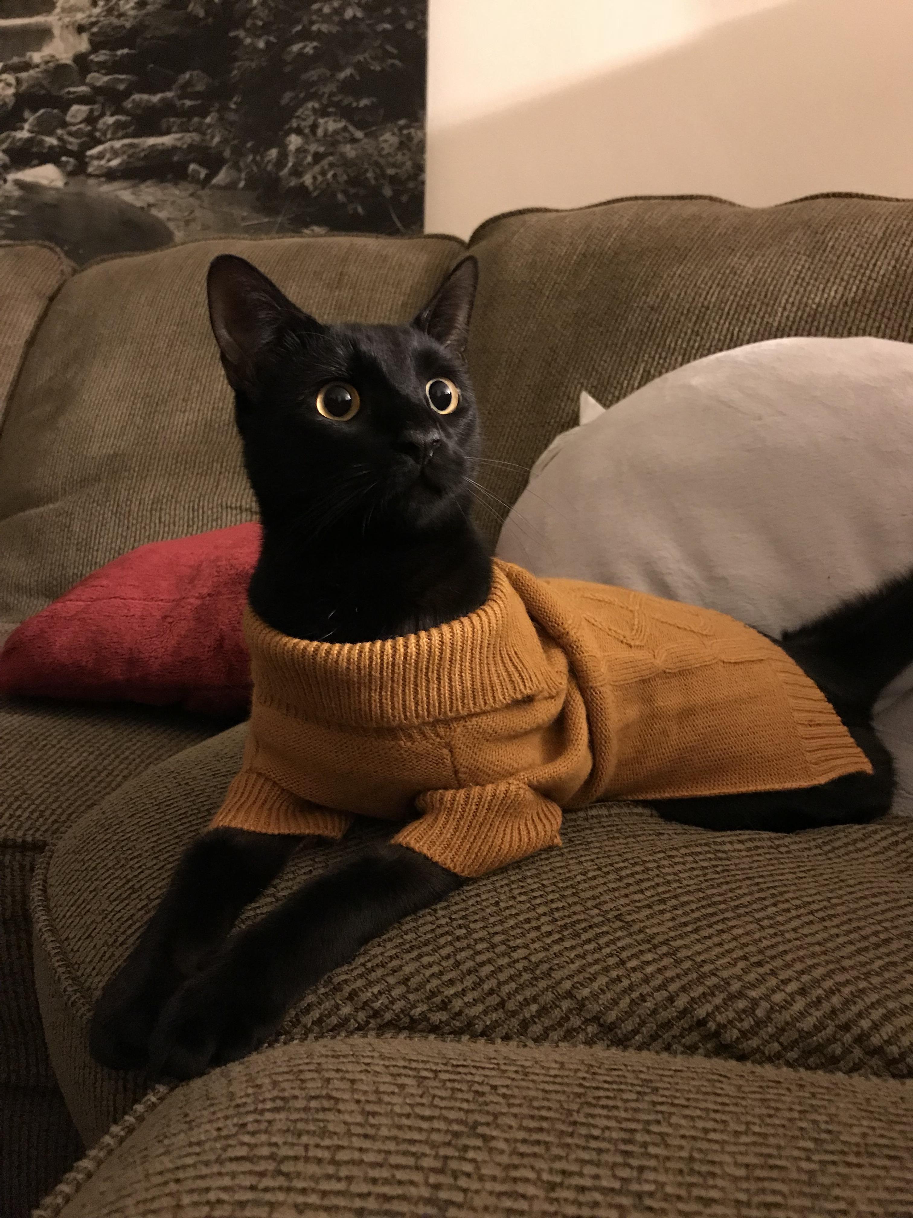 catto lookin' sophisticated