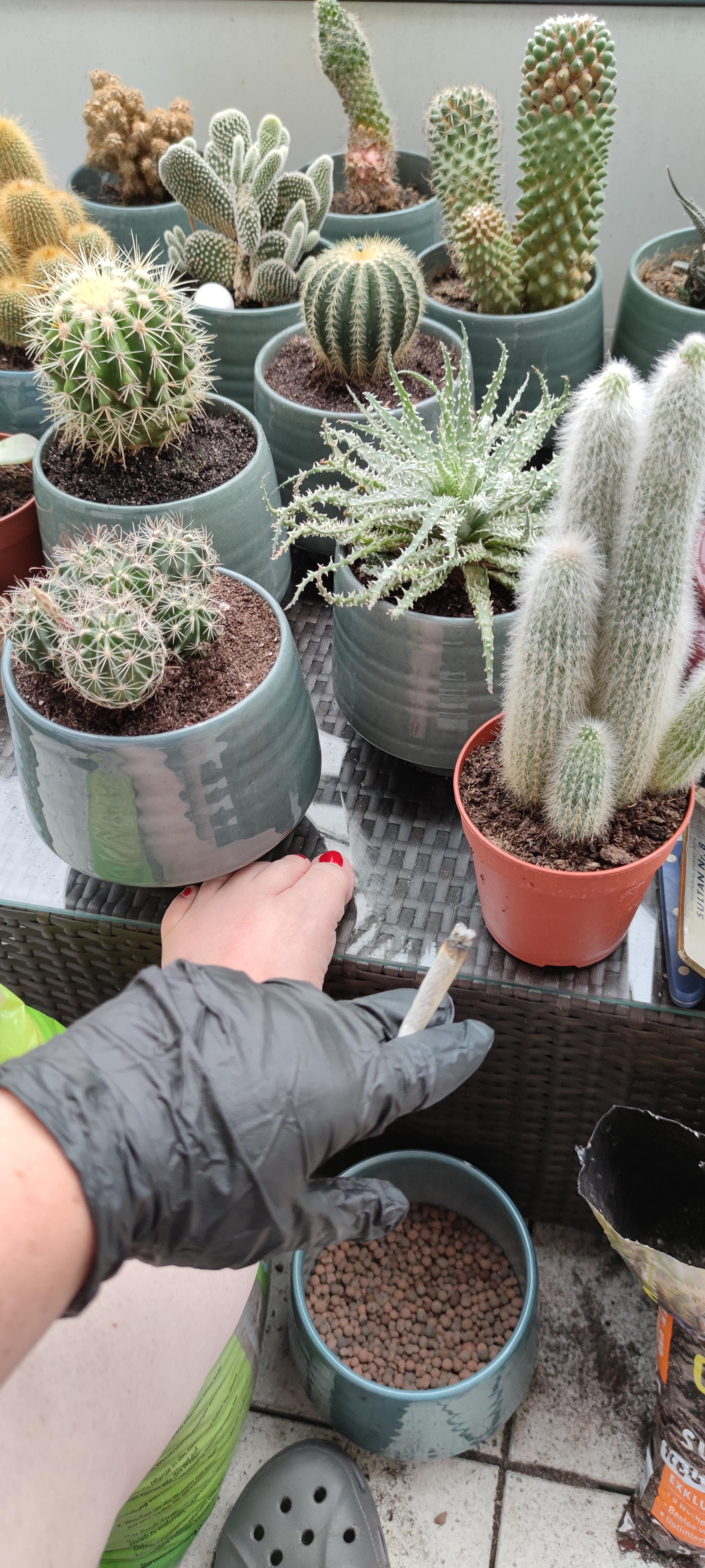 Does it get better? Pot, Pots and Plants