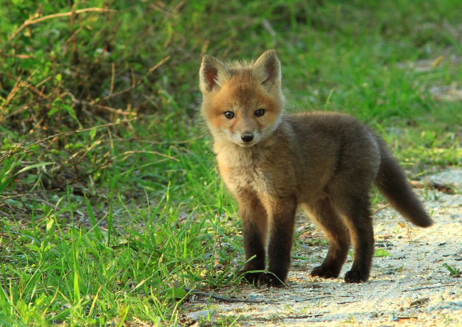 When red foxes are born, they have dark brown fluffy fur. This changes