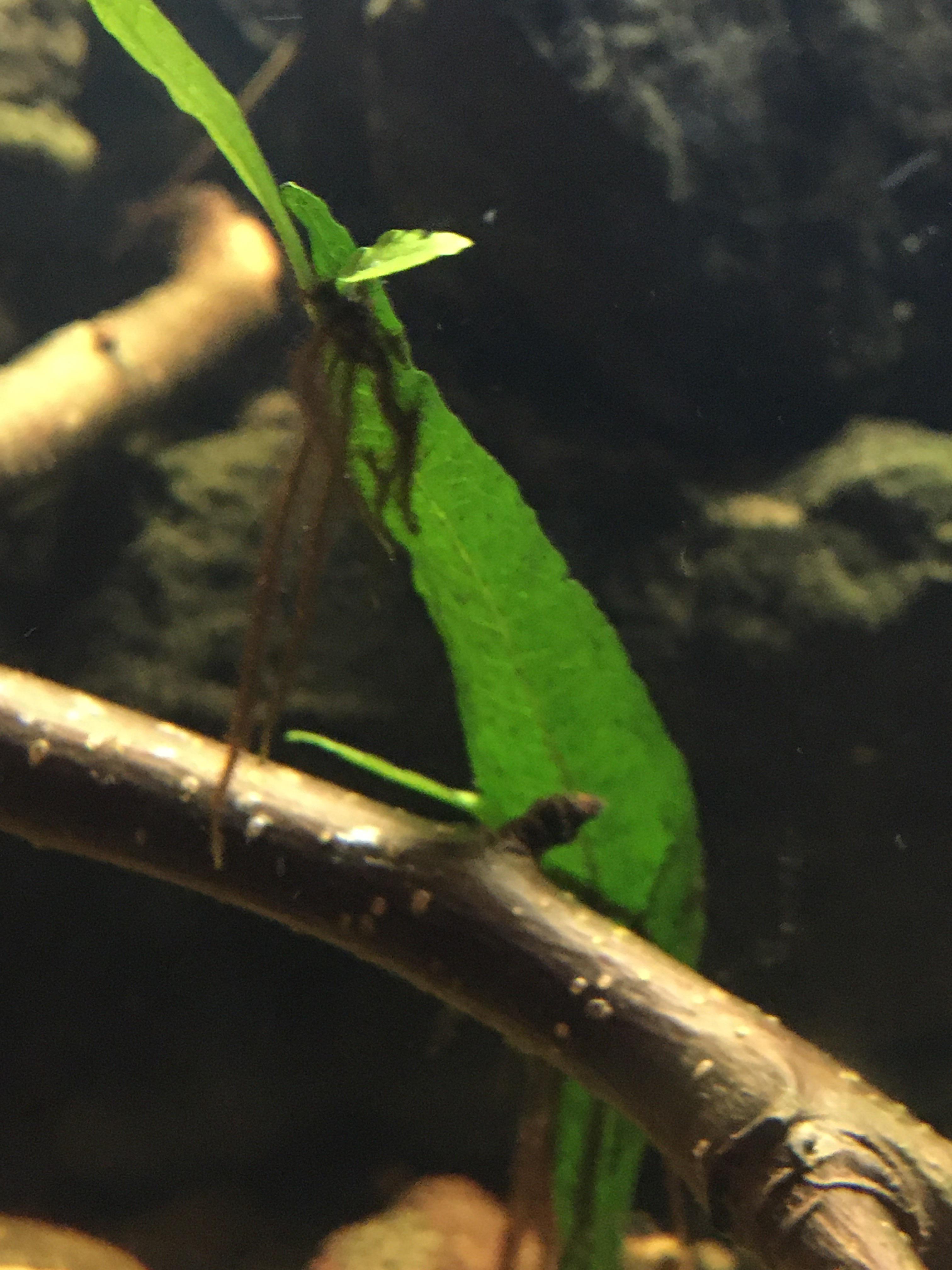 What is this? Growing on my Java fern. r/Aquariums