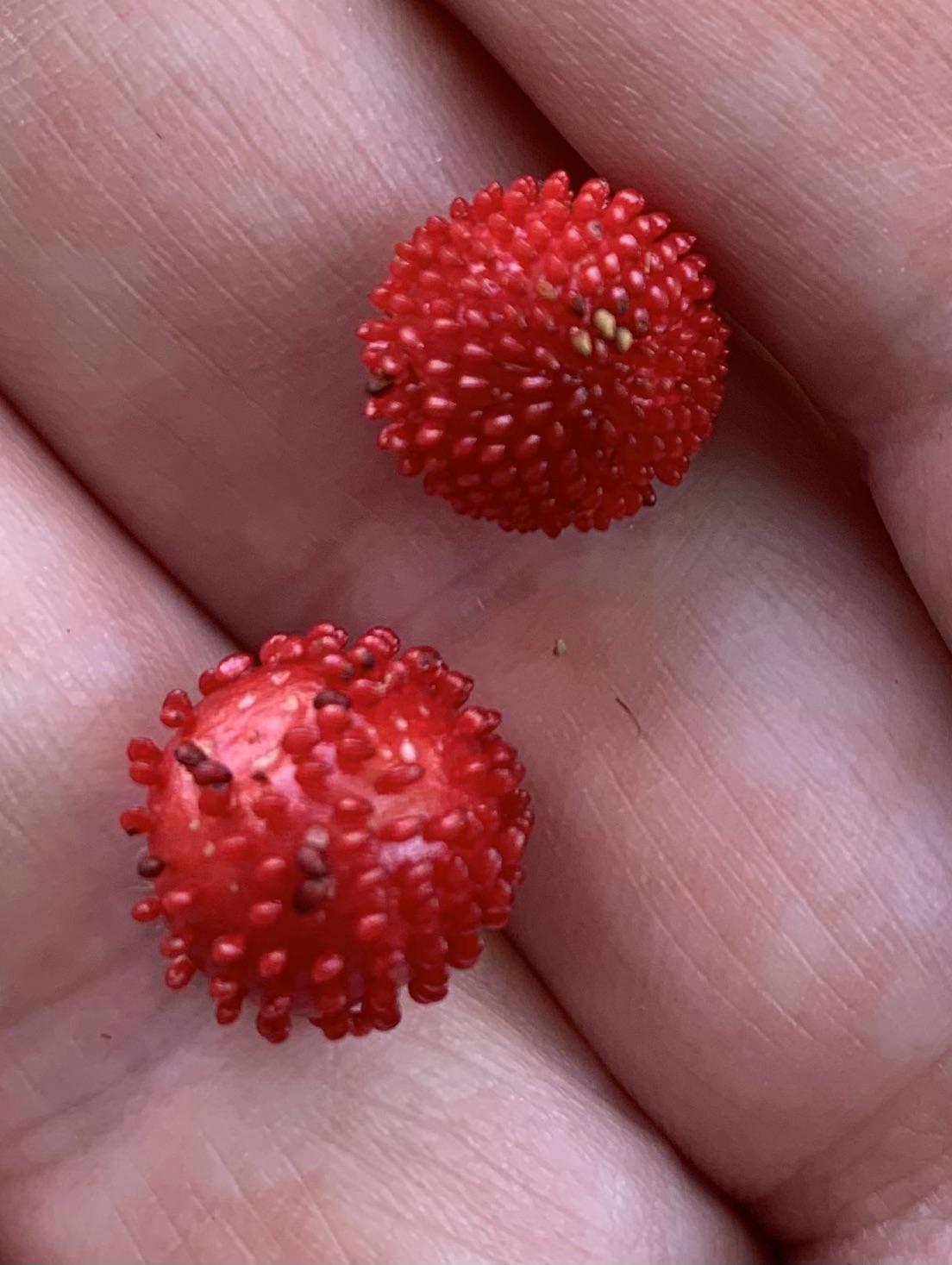 I’m pretty sure these are some type of wild strawberry but want to find