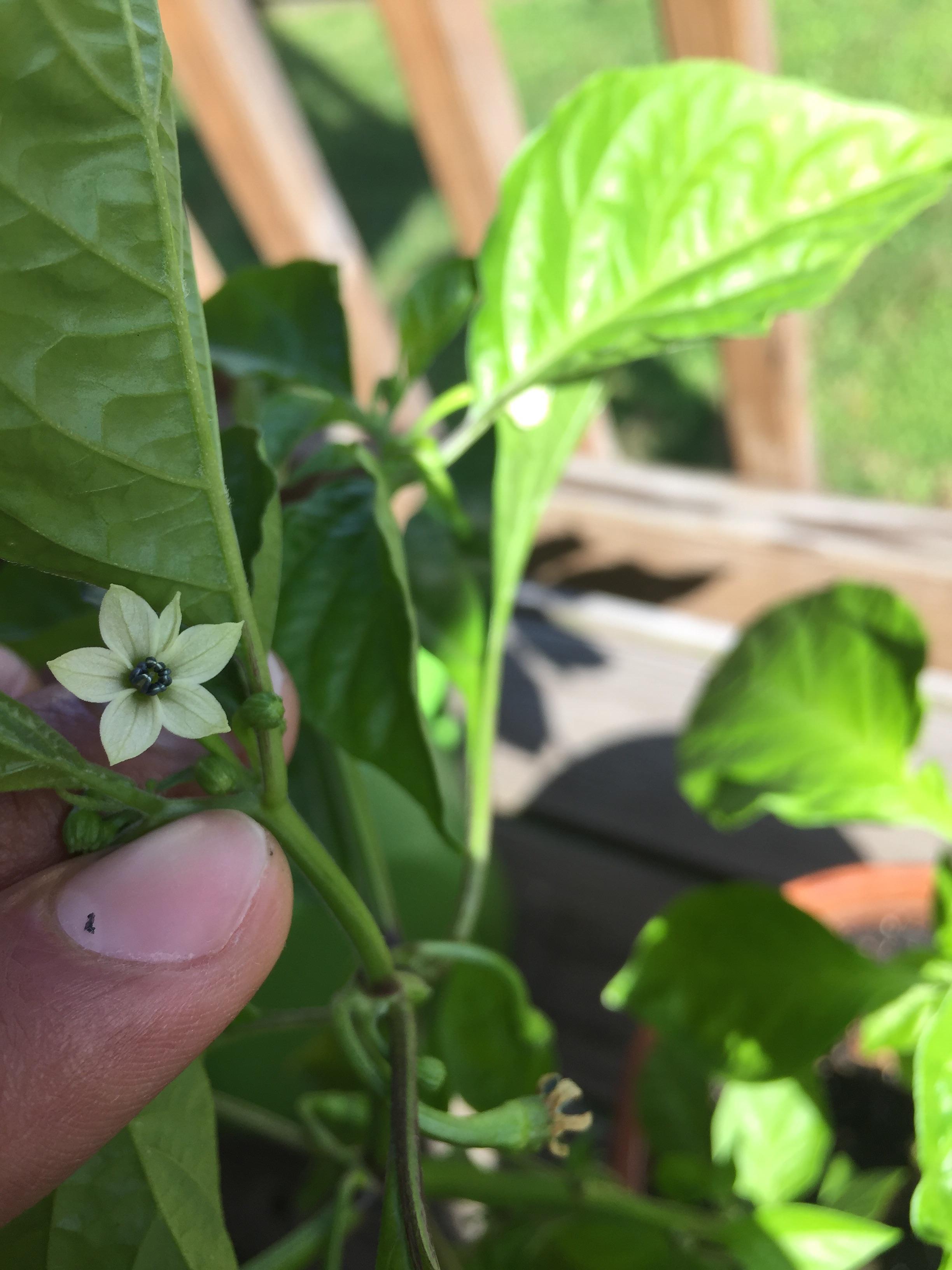 Don't be fooled; the tiny ghost pepper flower r/spicy