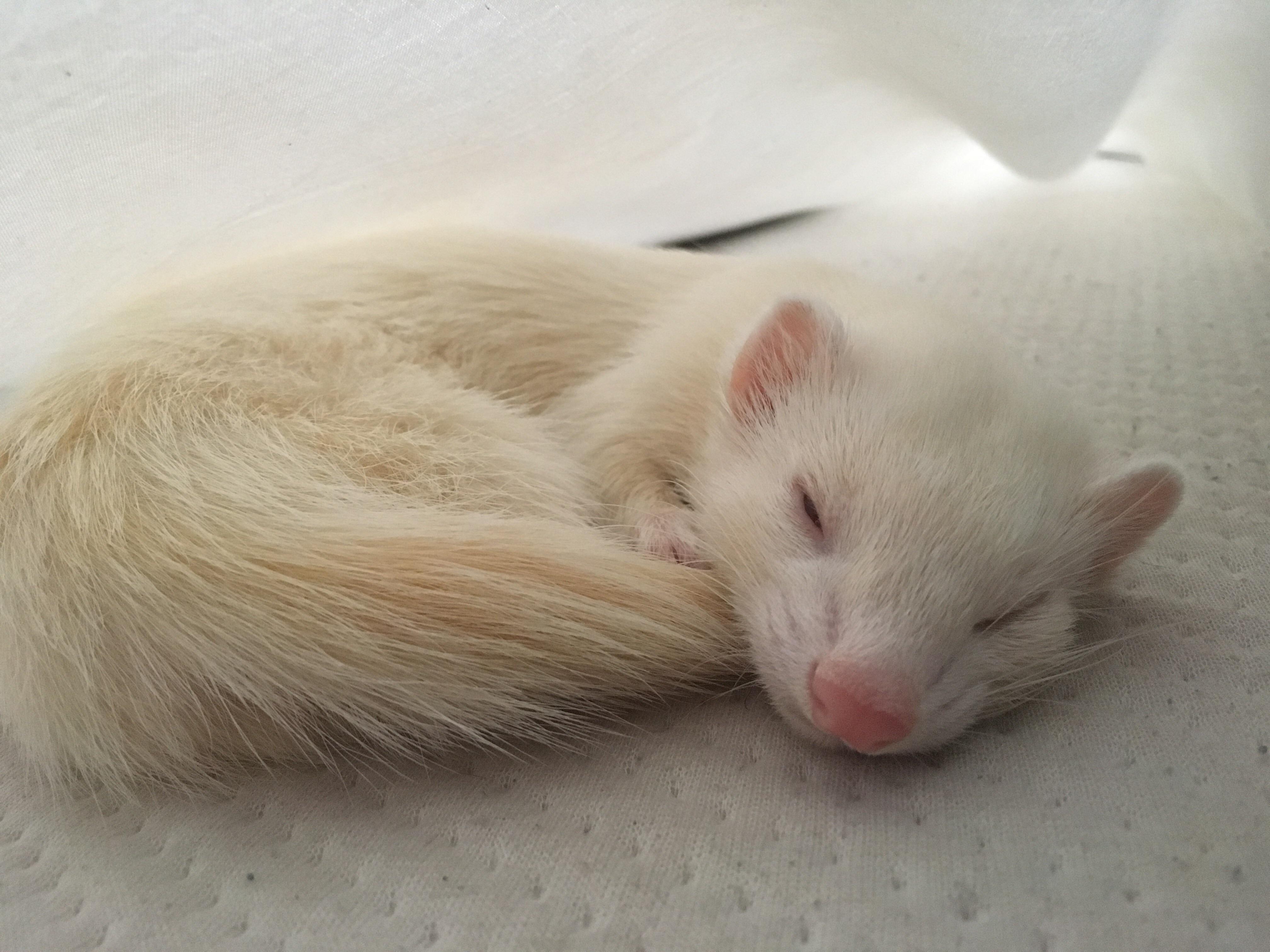 My ferret likes to sleep under my sheets r/aww