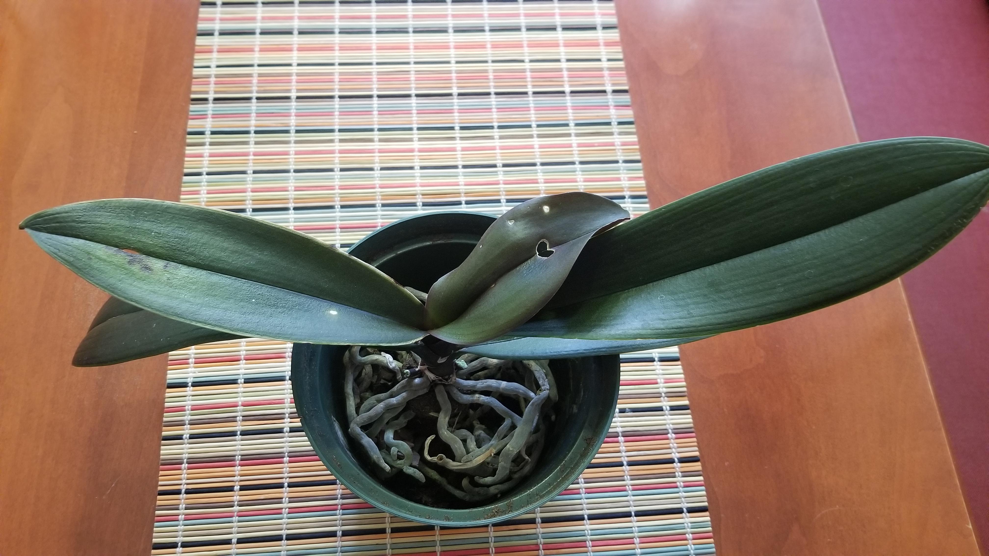 My grandma thought she killed her orchid because the flowers fell off