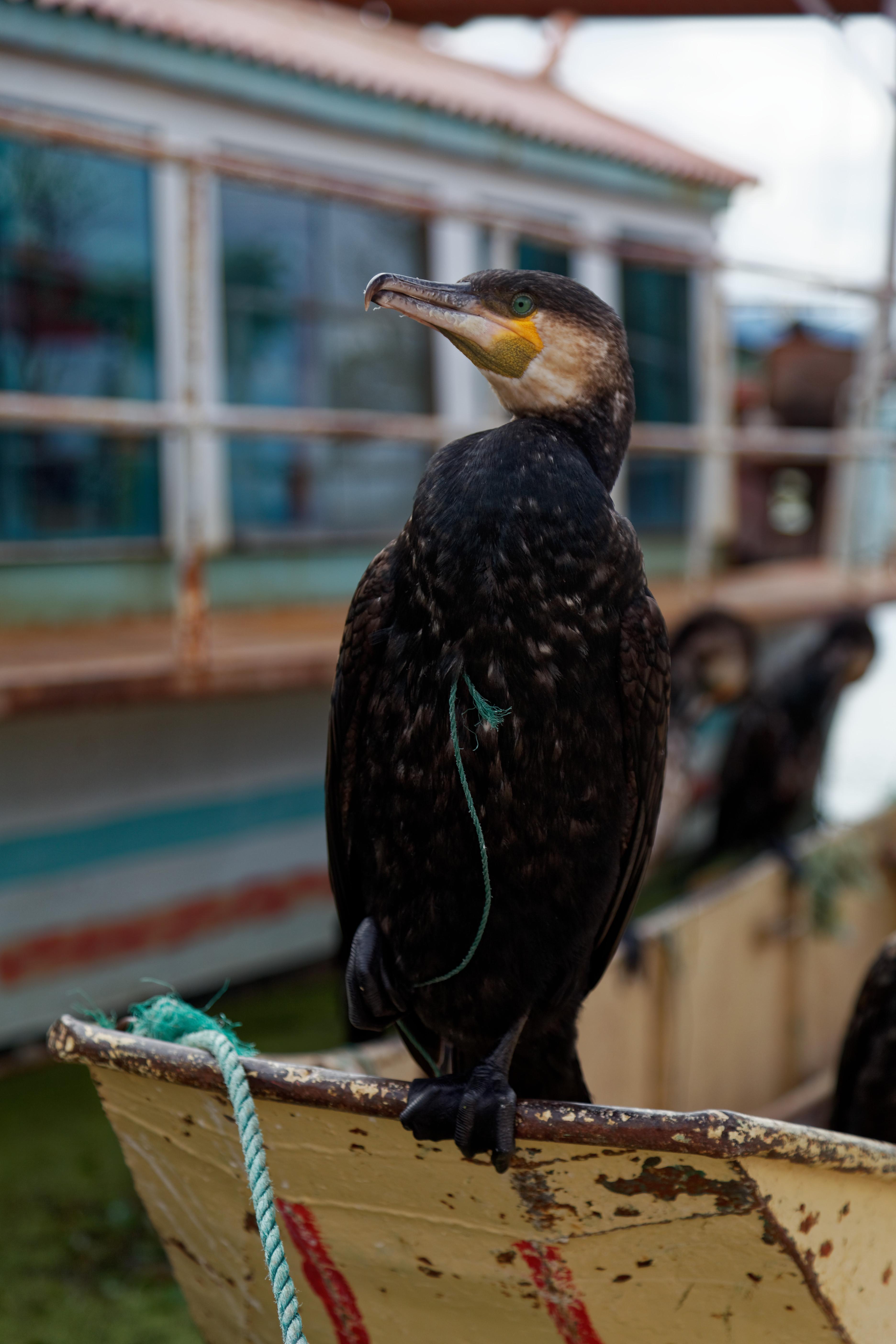Cormorant bird used for fishing, China