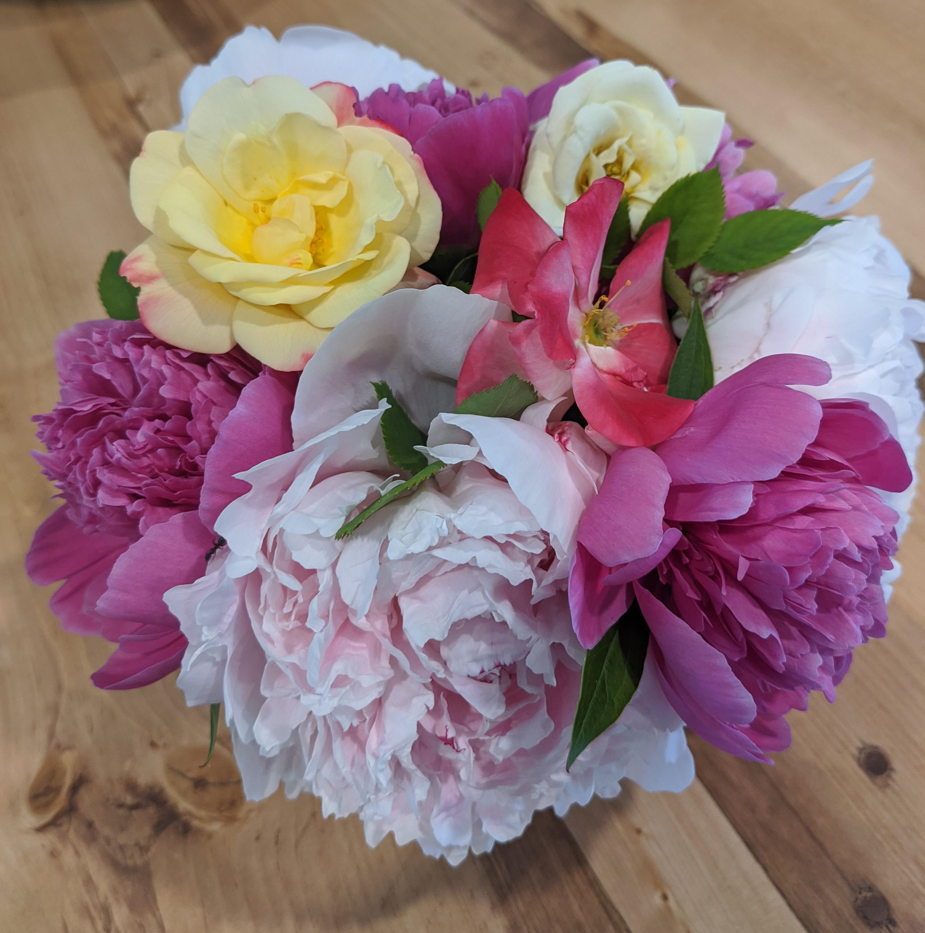 I've been checking daily for my roses and peonies to open up