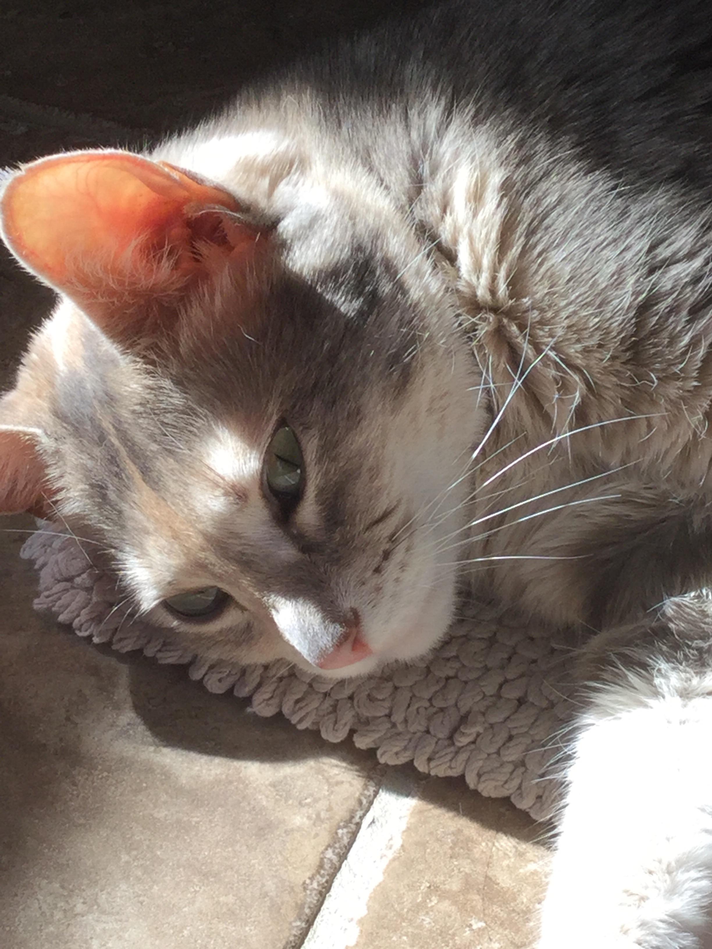 Bengal Cat Russian Blue Mix Best Cat Wallpaper