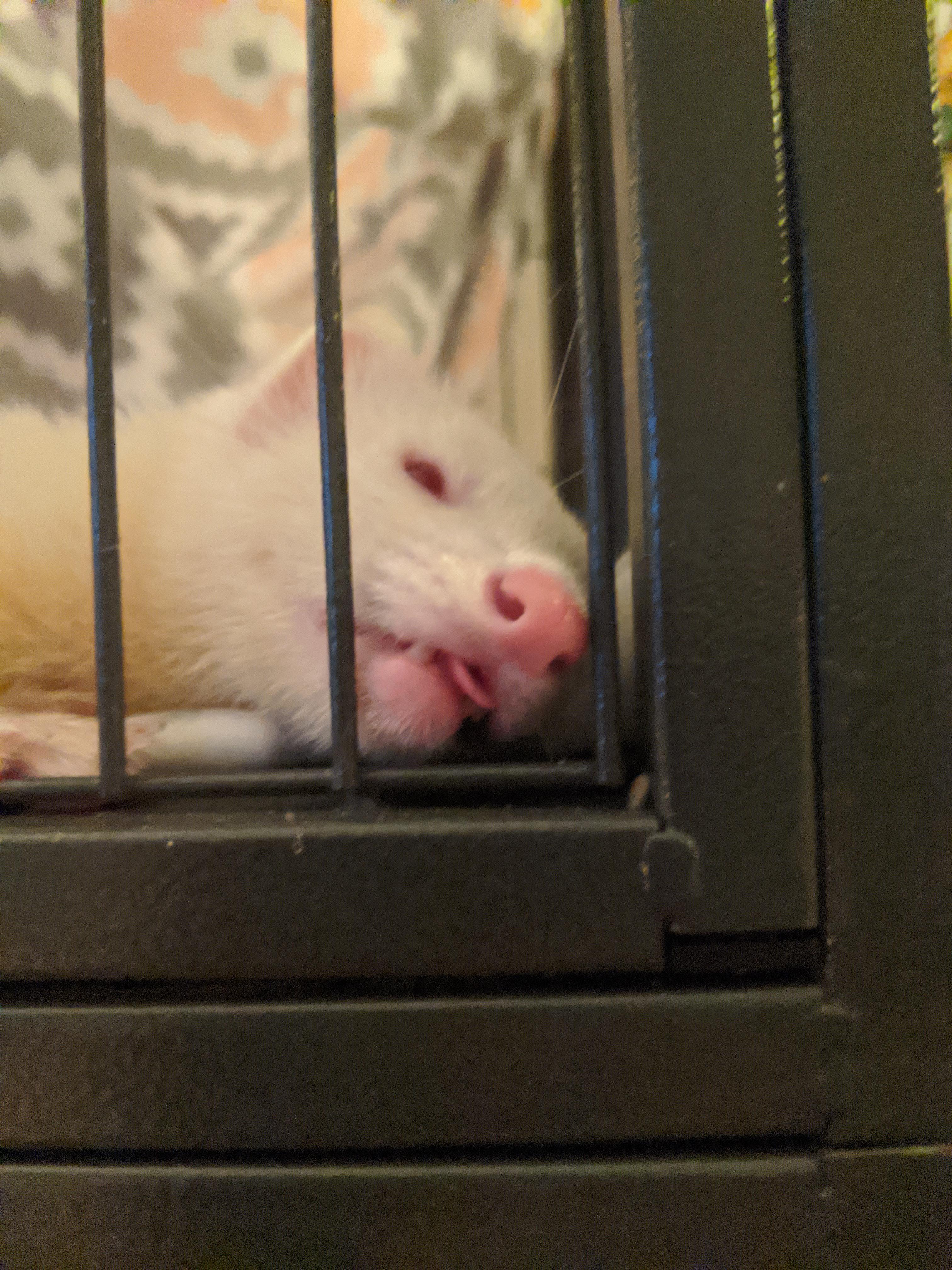 Lebowski's first blep. r/ferrets