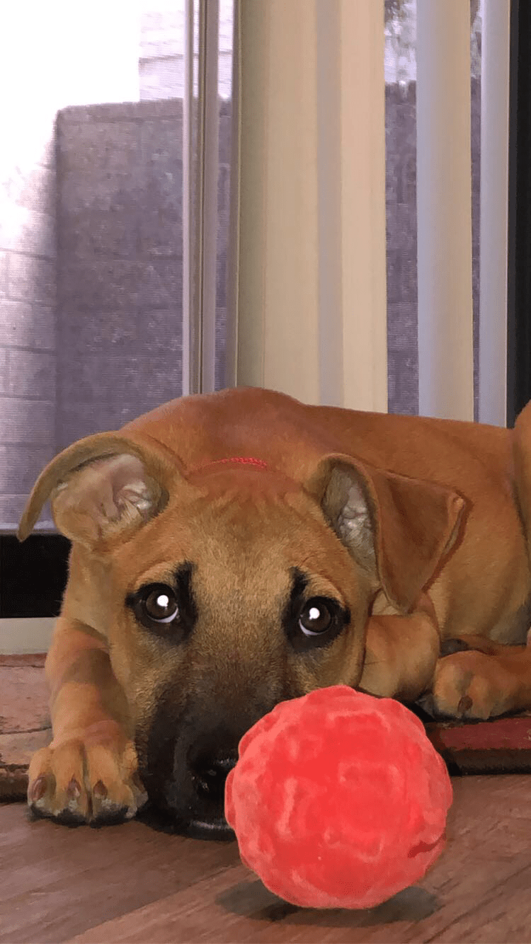 We just adopted a rescue puppy from Mexico🥰 pics