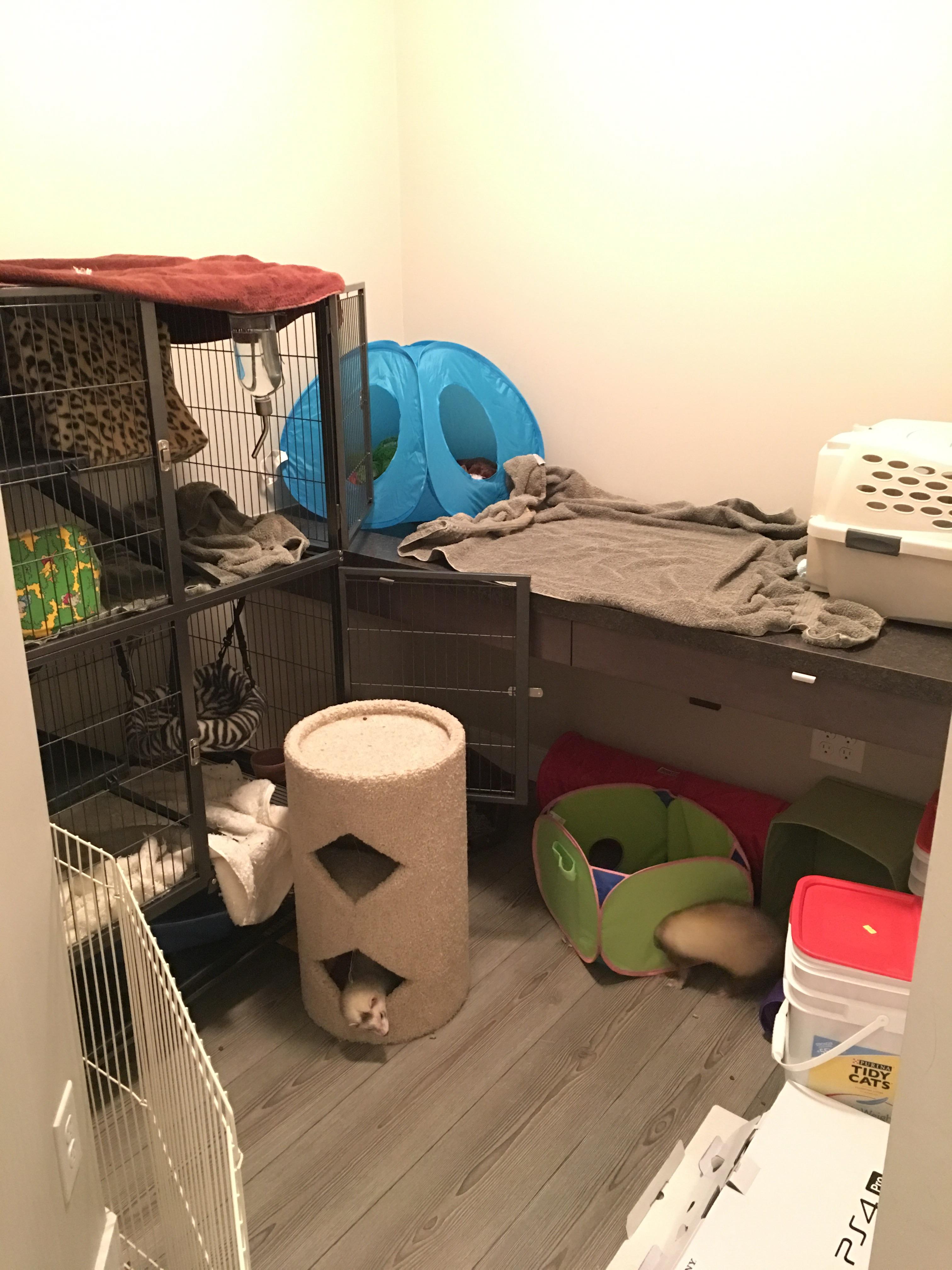 My plan is to eventually make this the ultimate ferret playground