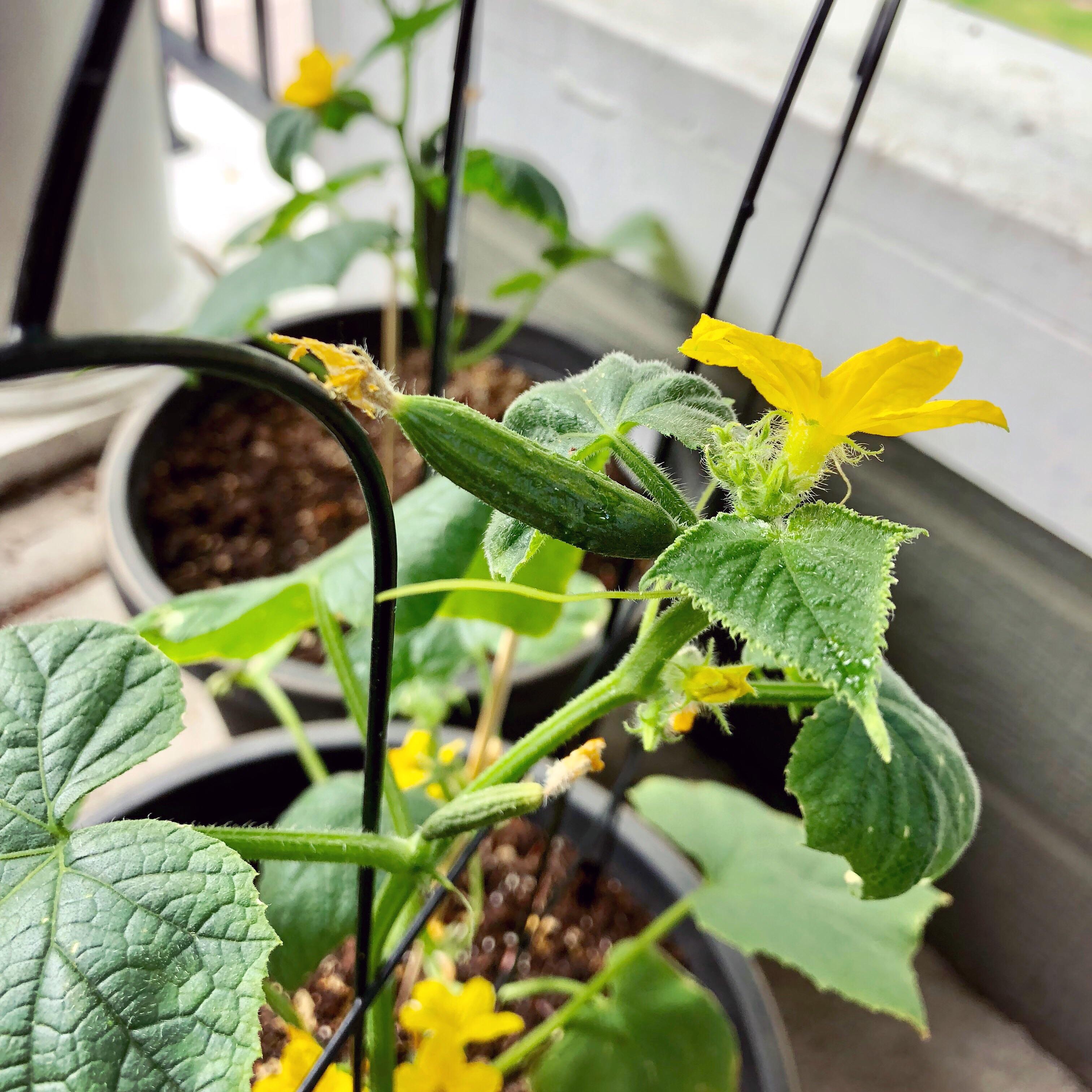First ever cucumbers coming in! These were grown from seeds and I’m