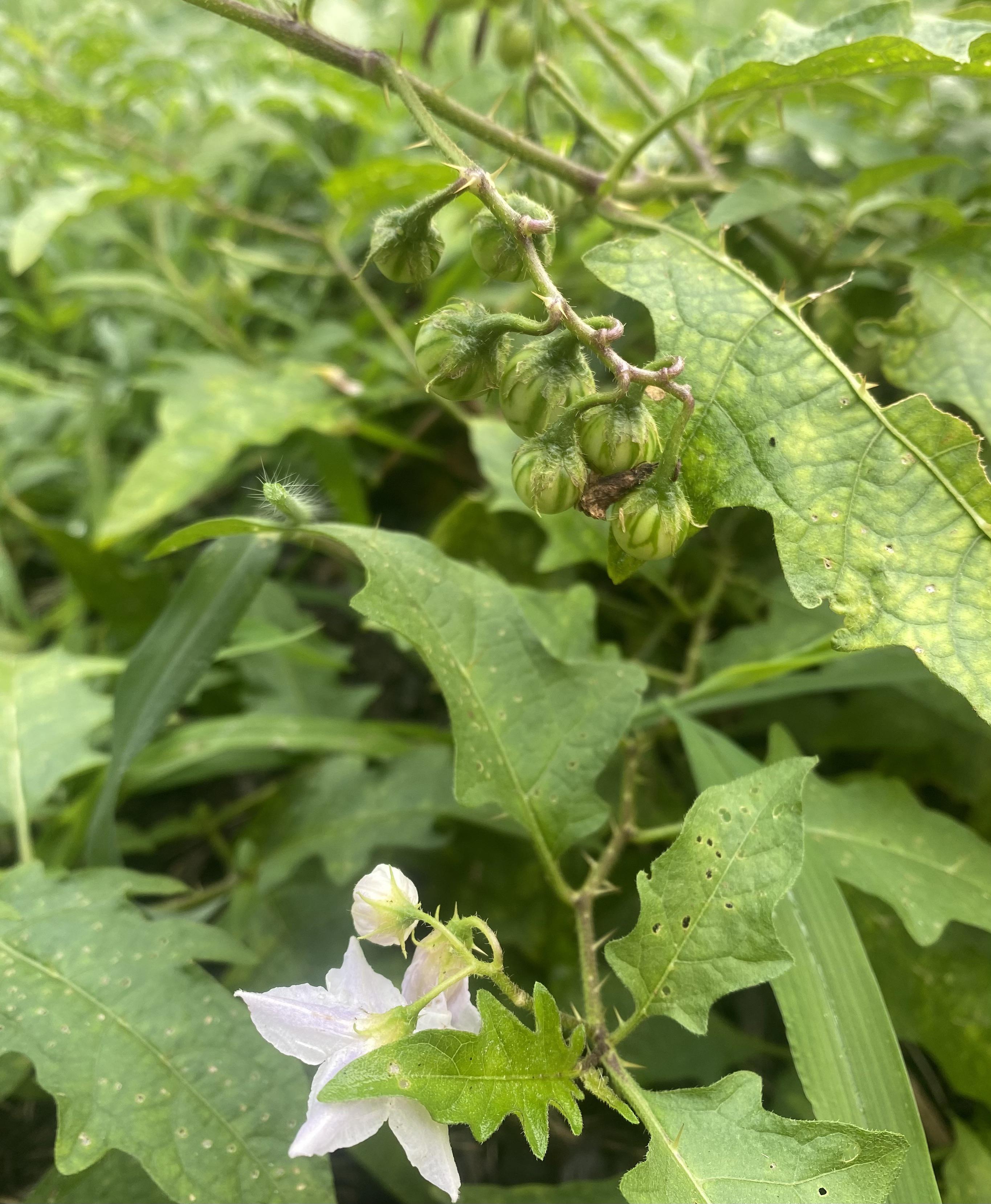 Weed or volunteer veggie? In my spring bulb patch.. My iPhone app says