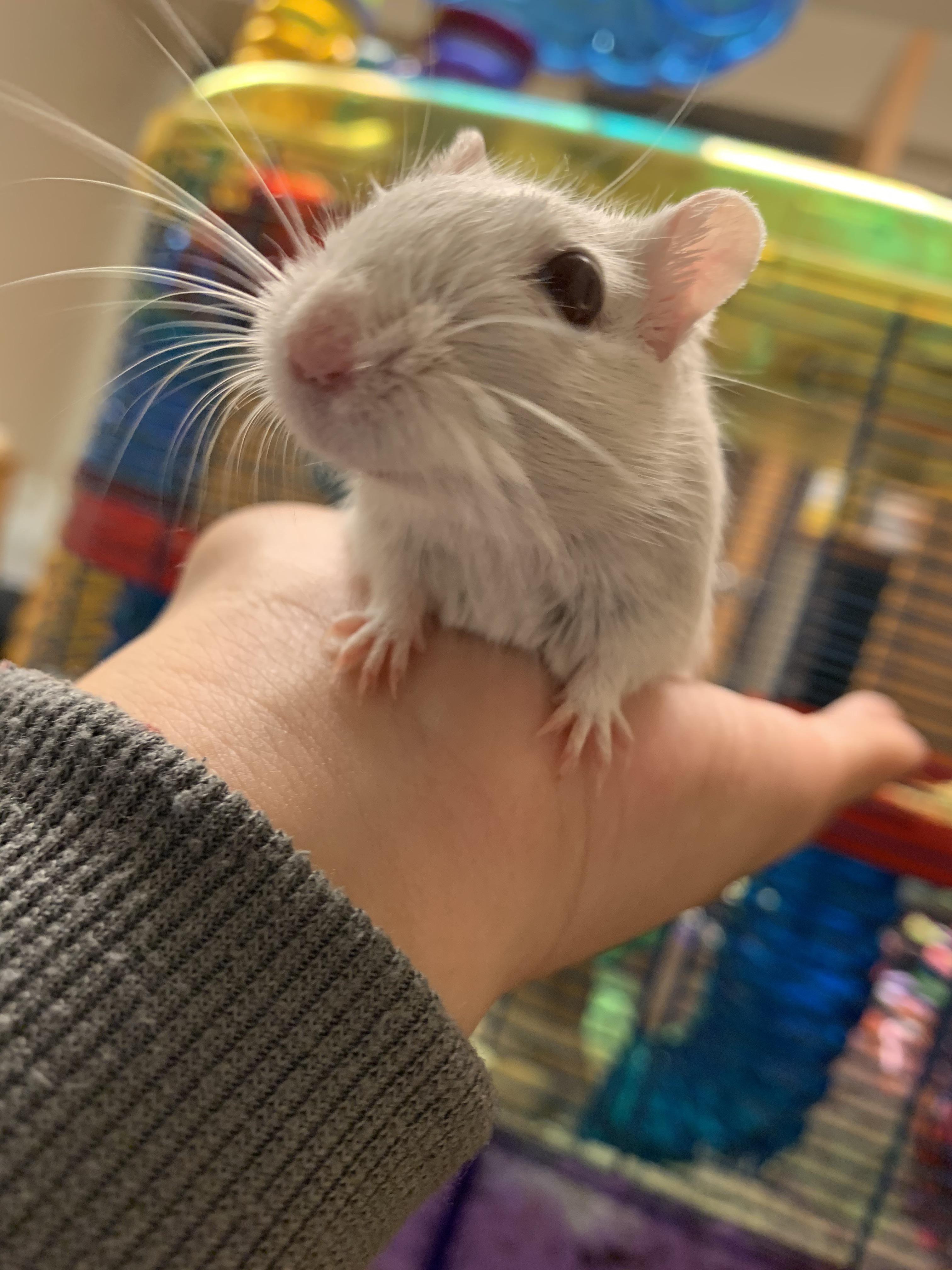 Say cheese! r/RATS