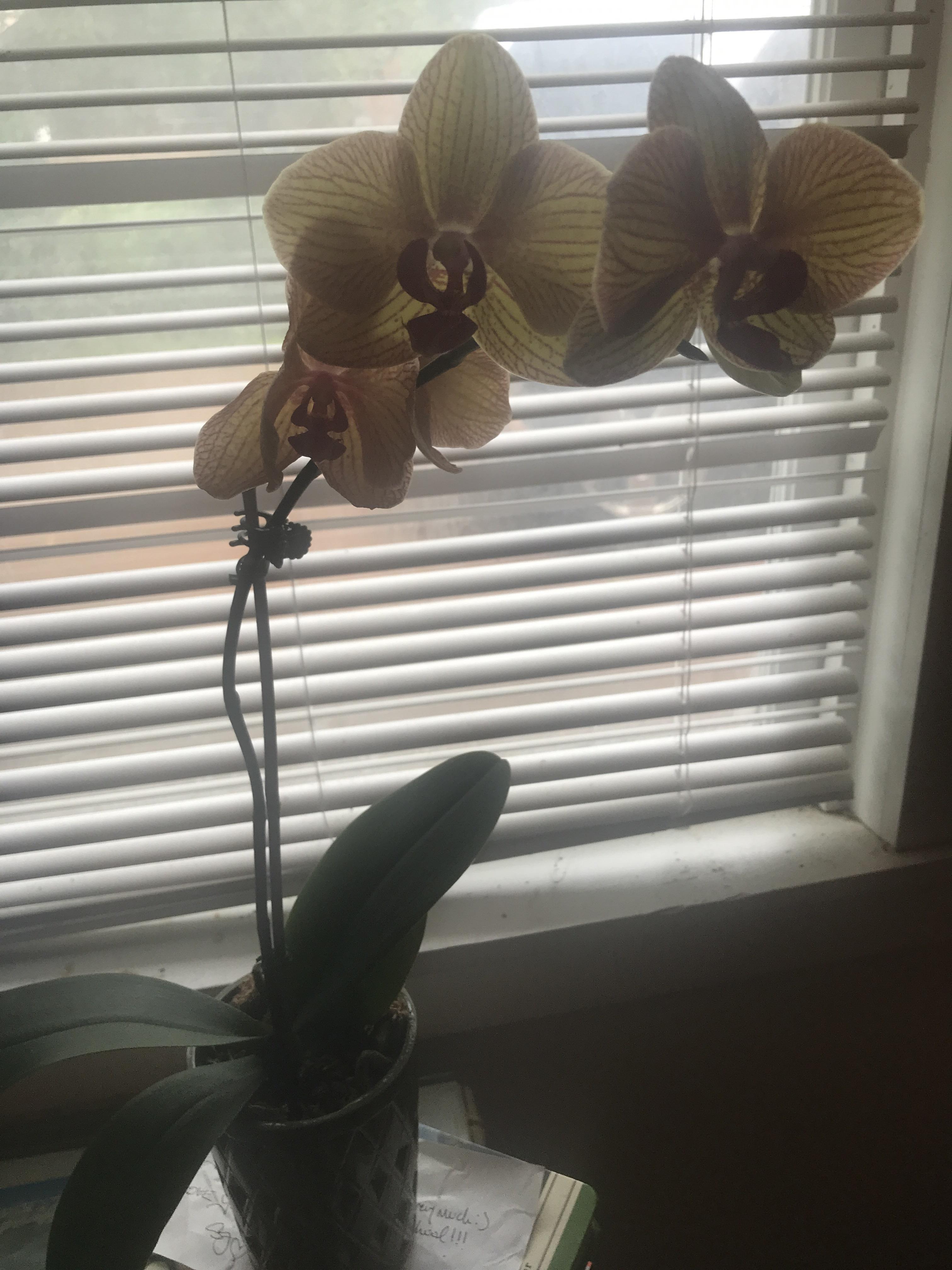 Help new orchid mom! What do I do! It’s drooping r/orchids