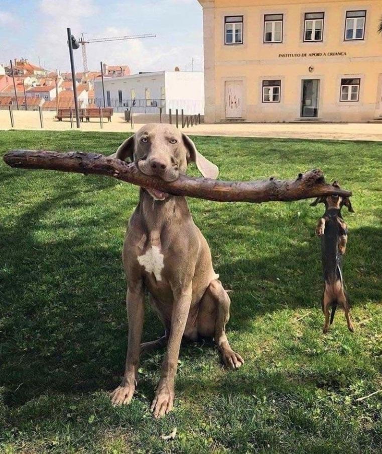 Stor gren hund master of the forest with his companion Roger r/Bossfight