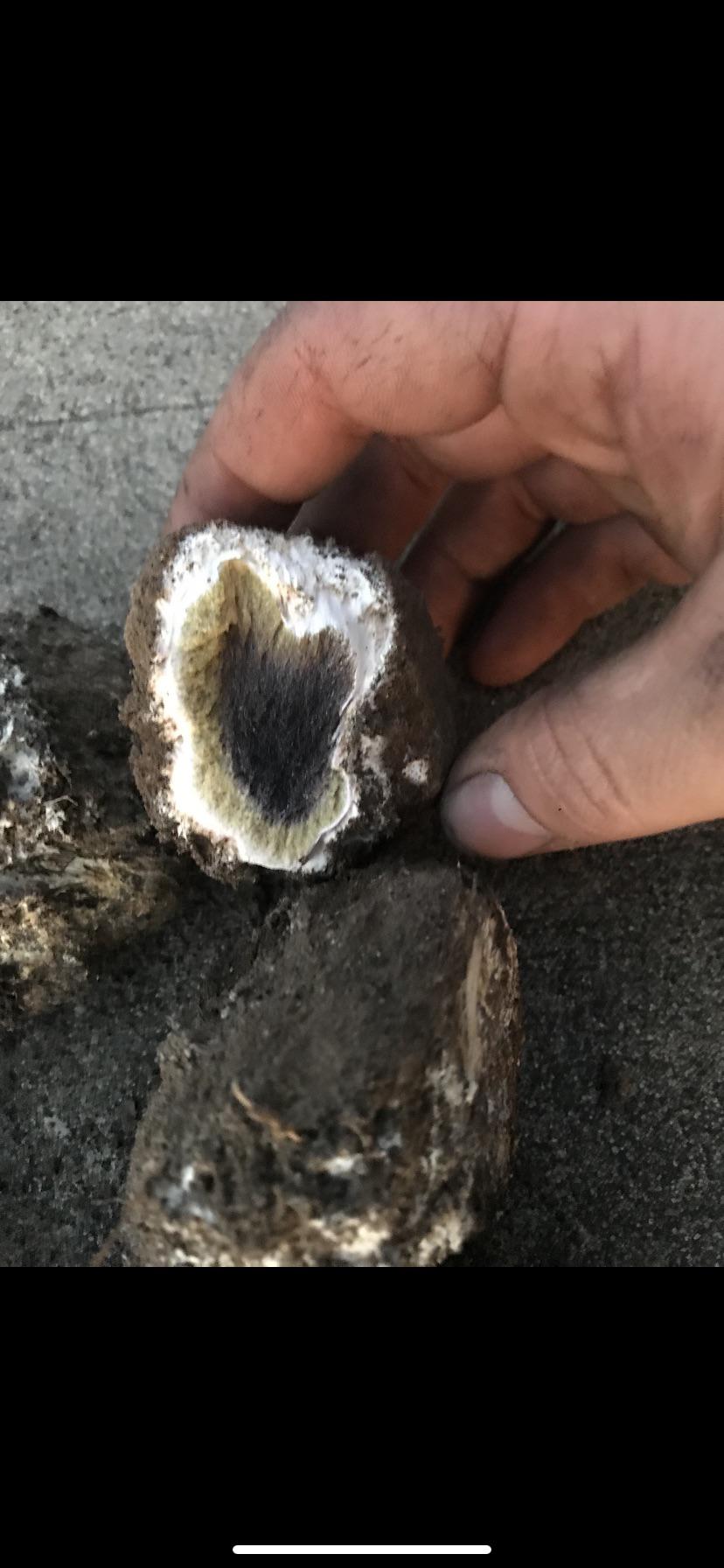 Truffle??? Hi Guys is this real truffle I found it today in woods