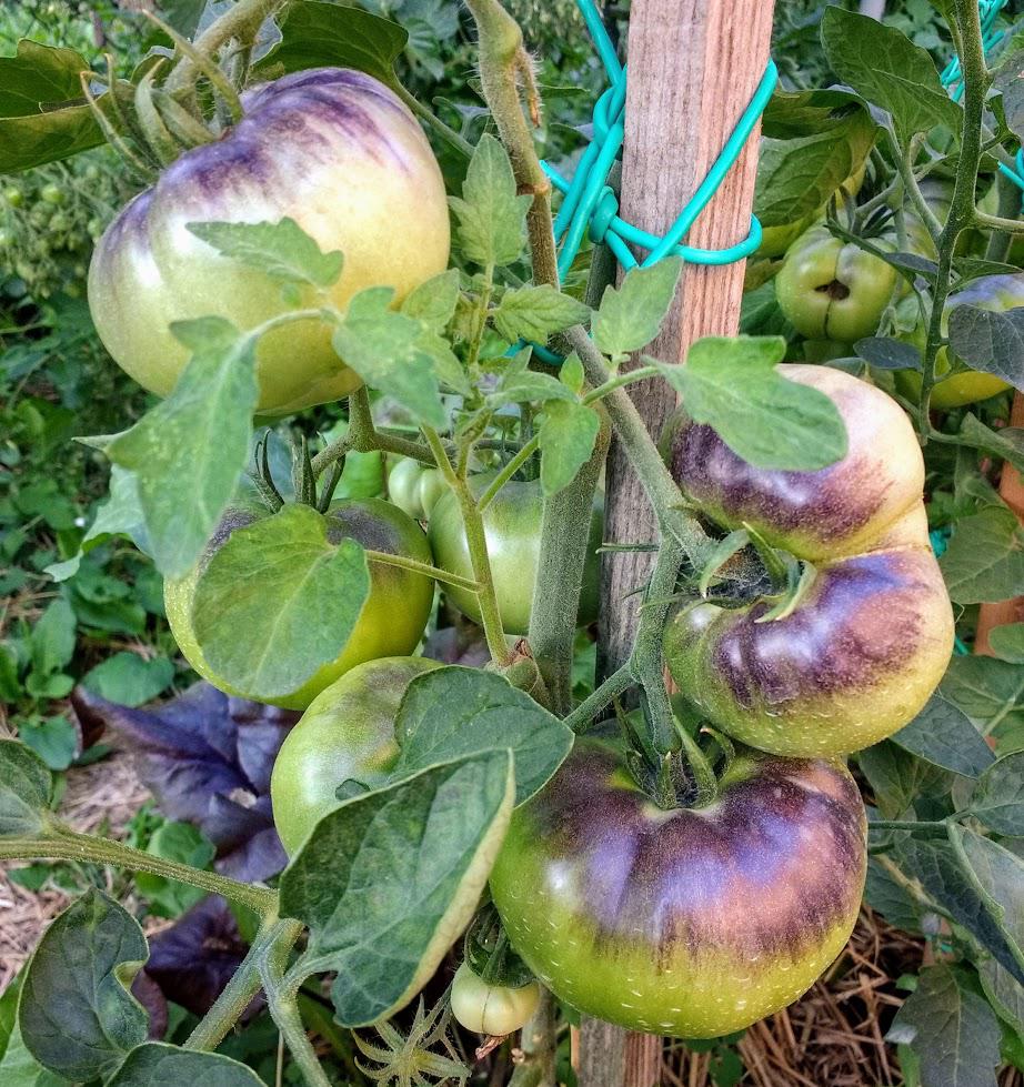 Lucid Gem tomato gardening