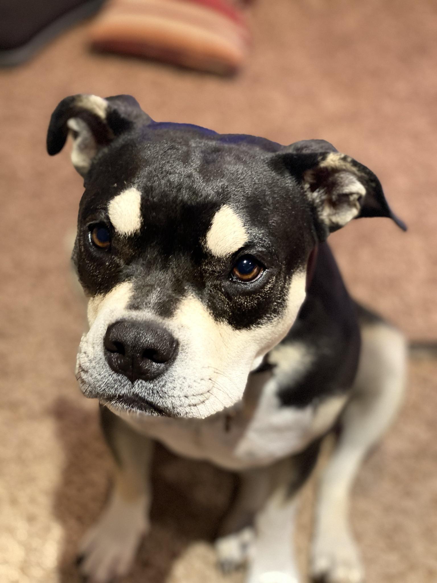 I have five dogs (two pits) but this one is my favorite, hands down