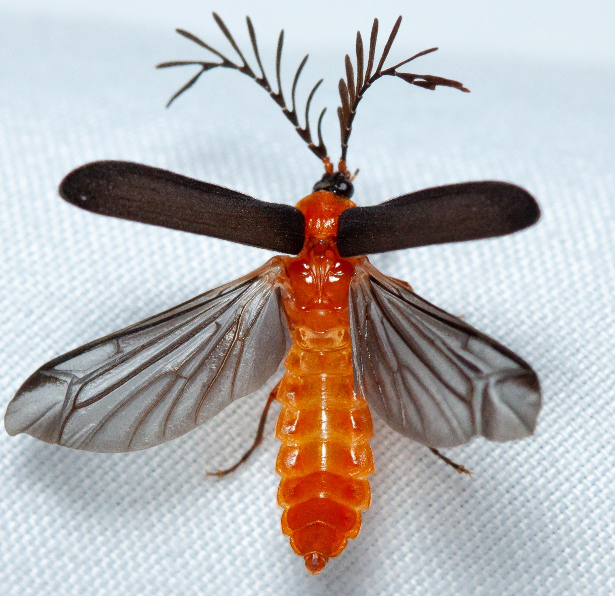 Saw this male glow worm the other night! r/insects