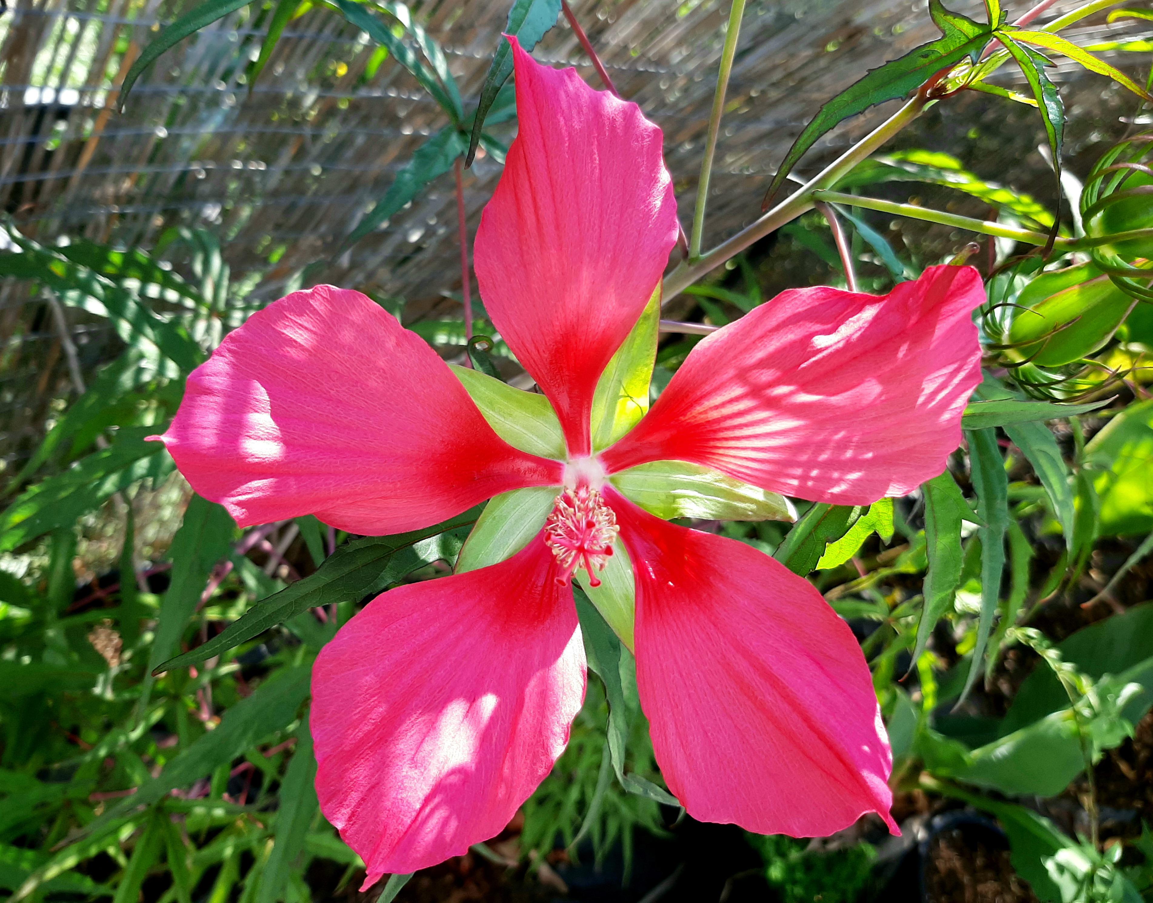 'Hibiscus coccineus, the scarlet rosemallow, is a hardy Hibiscus