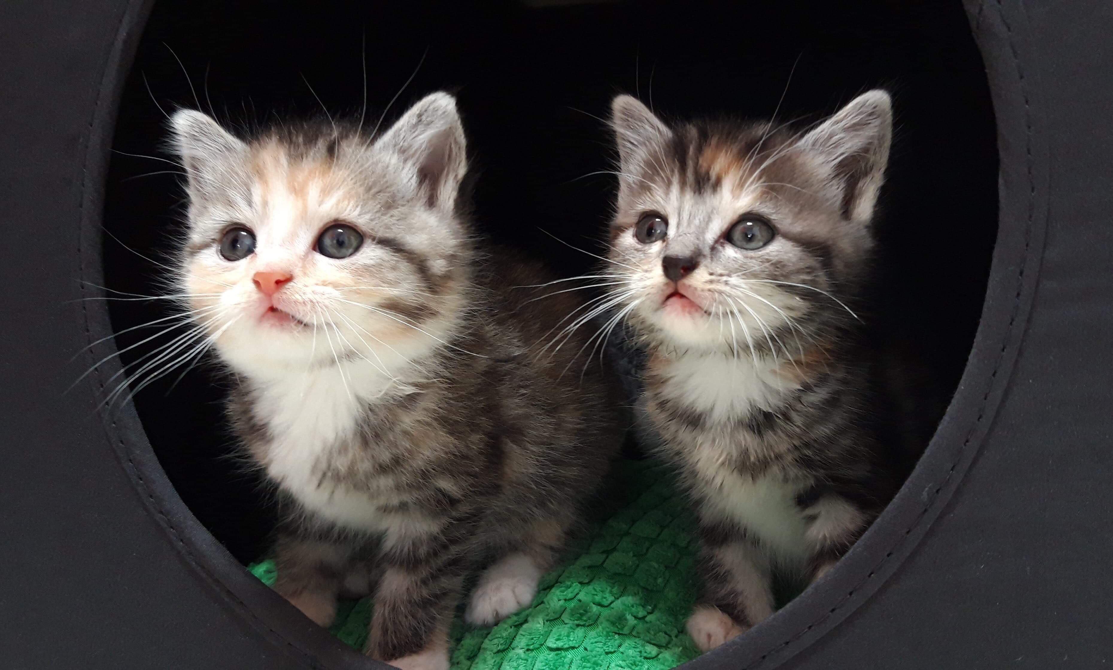 Two stray cats my friend found and saved! r/cat