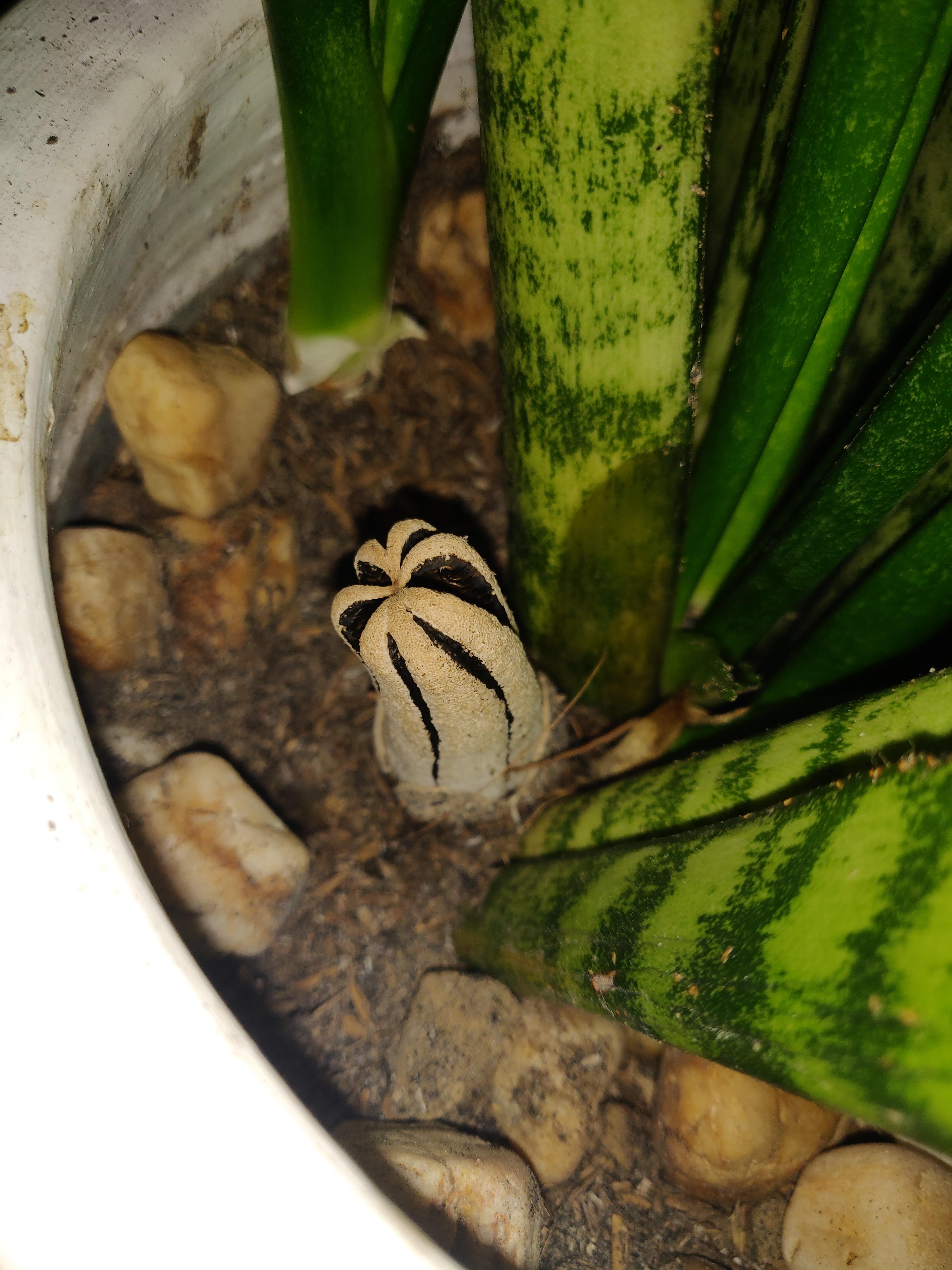 I would like to ask what is this fungus (i think?) growing beside our