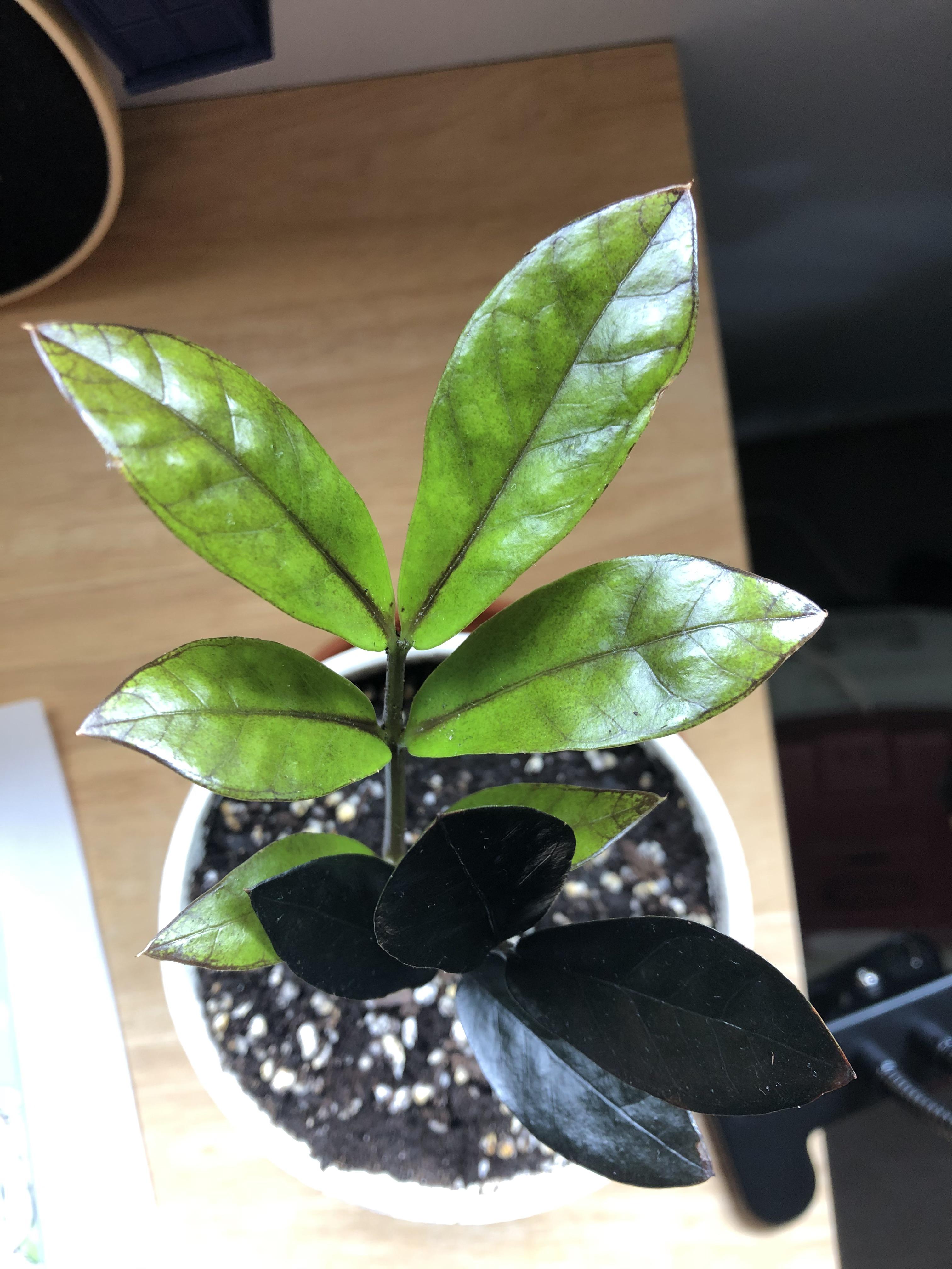 Recently bought a Raven ZZ online and the new growth is turning brown