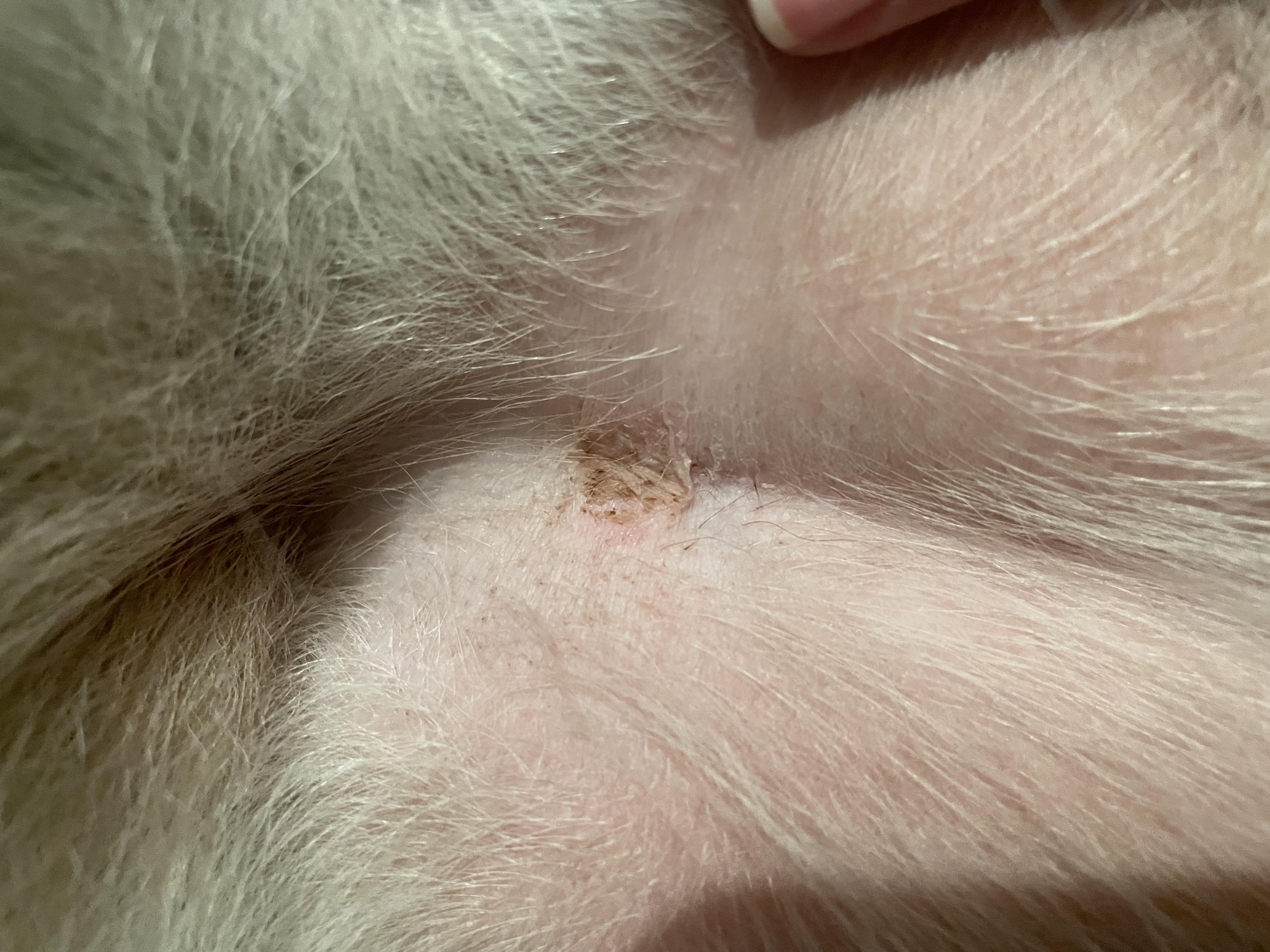 Is this a rash? On my dog’s belly r/vet