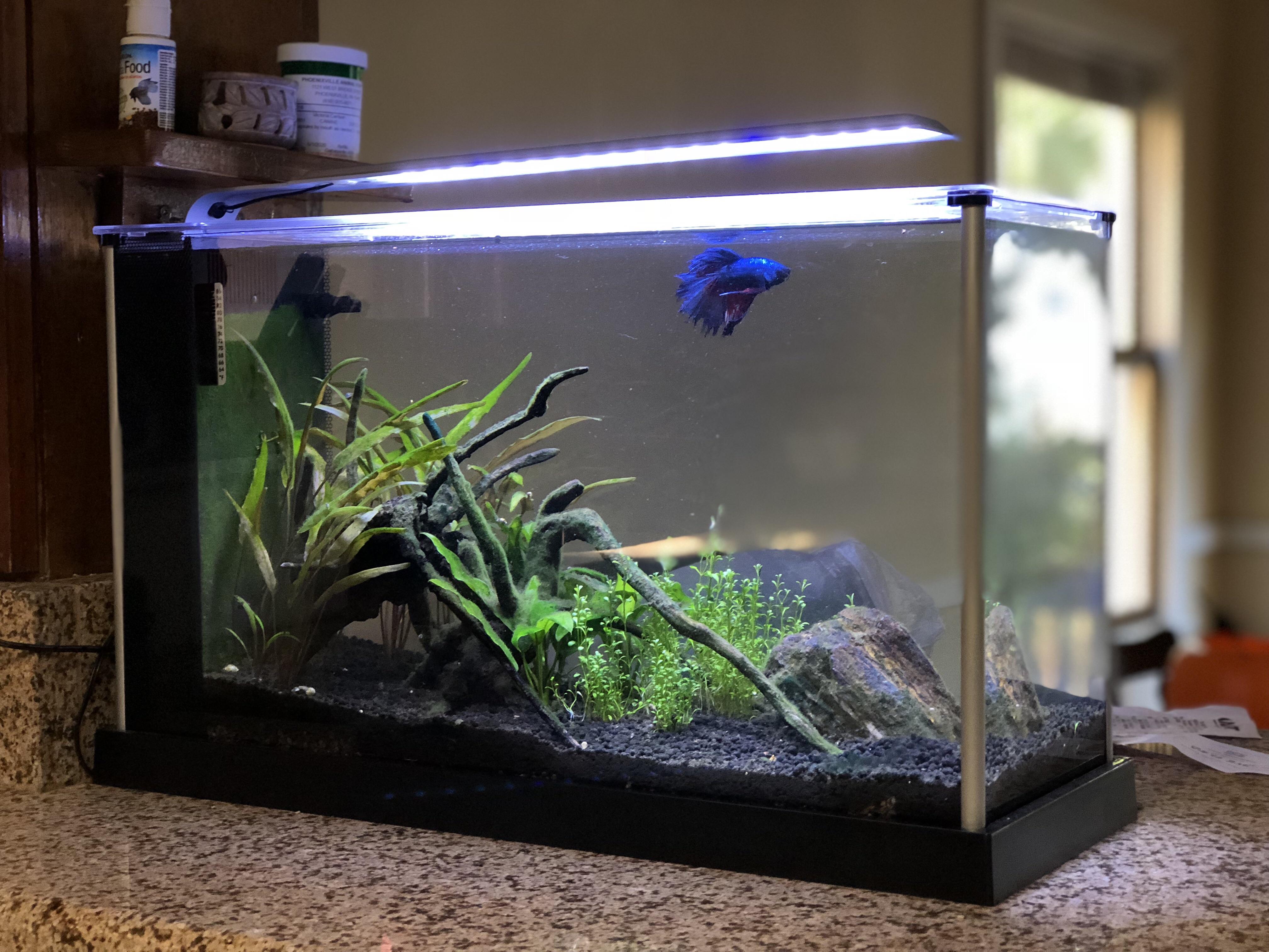 My Planted Fluval Spec V r/bettafish