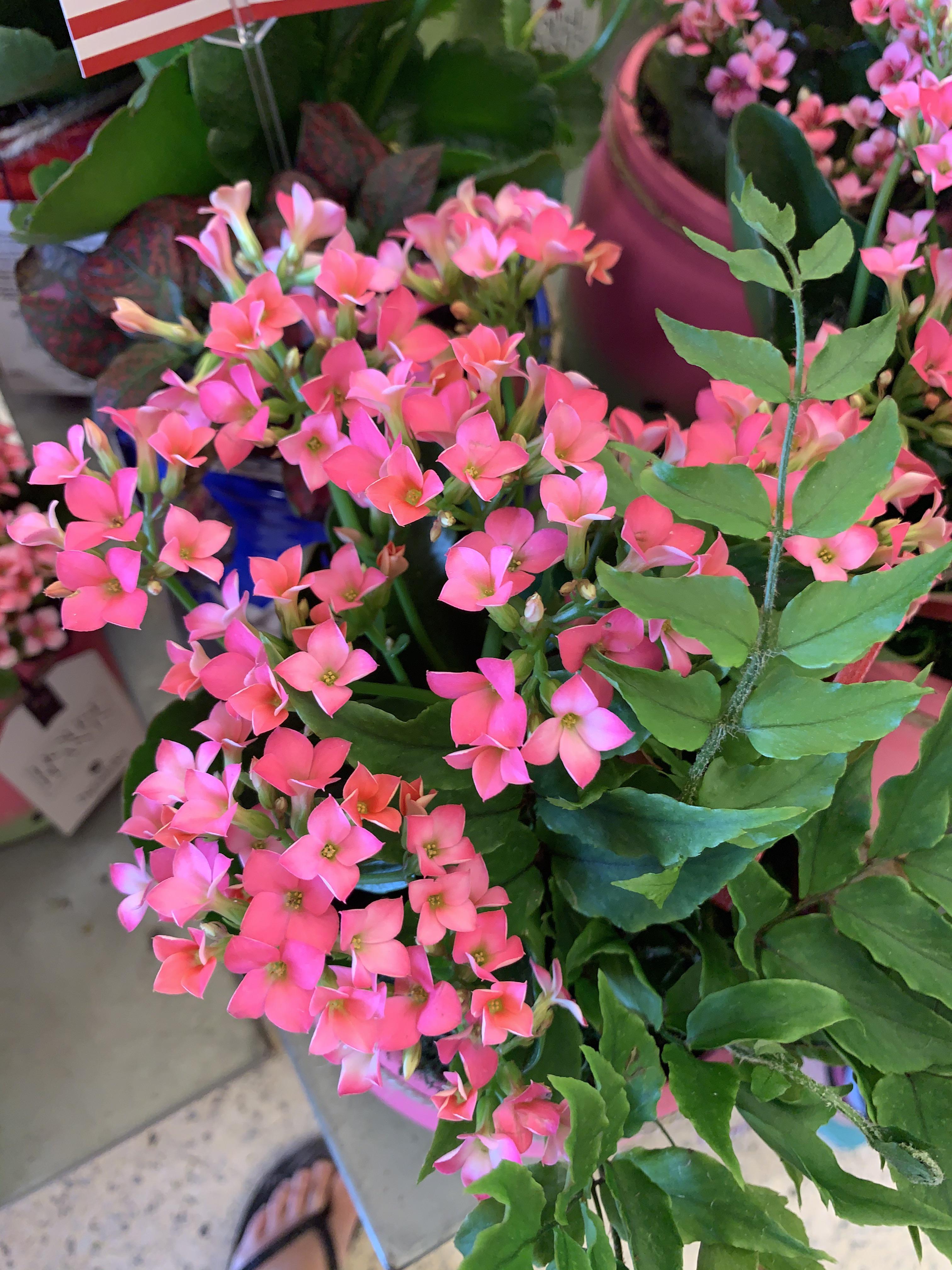 Saw cute potted plant at Publix.. anyone know what it is? Thanks r