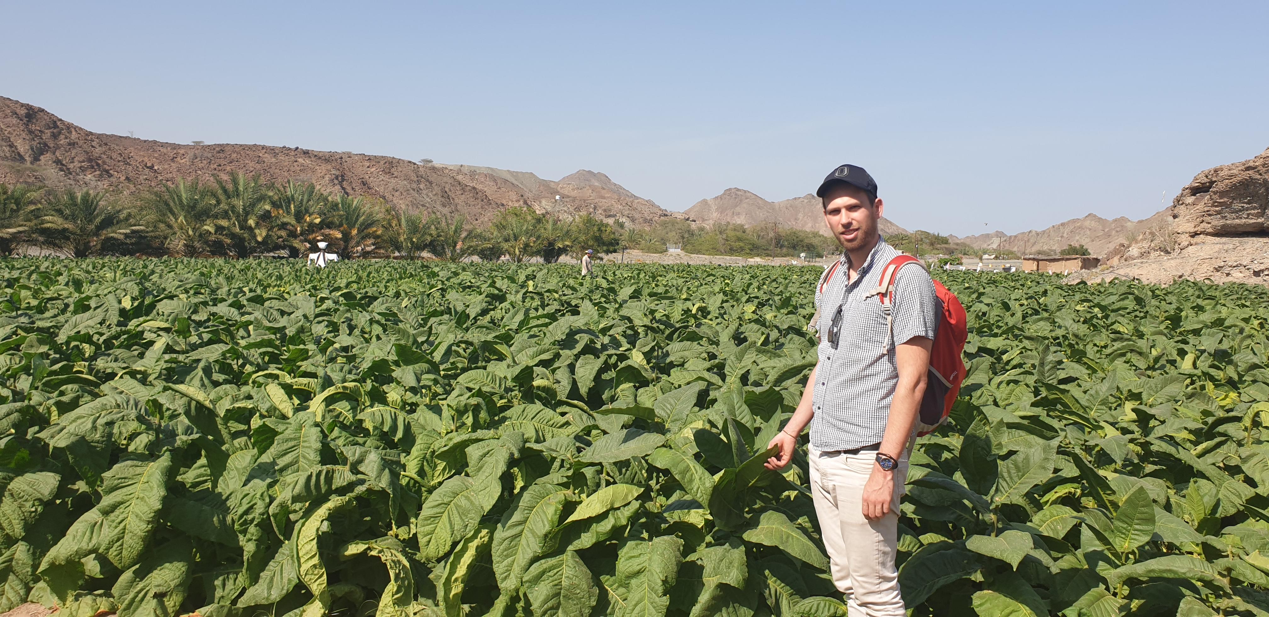 Tobacco farm in the United Arab Emirates r/PipeTobacco
