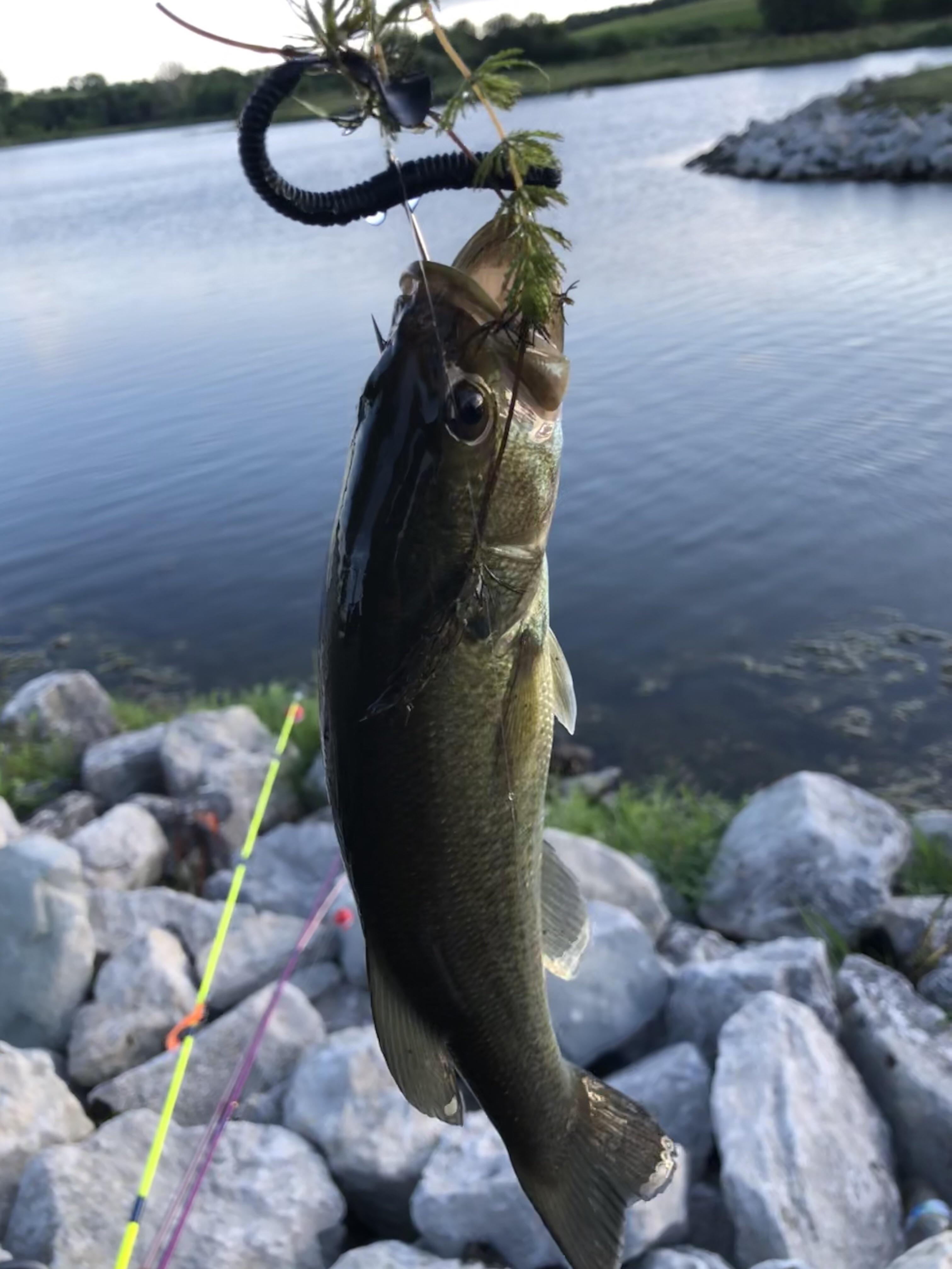 Largemouth bass at Prarie View Lake caught with a plastic worm on a